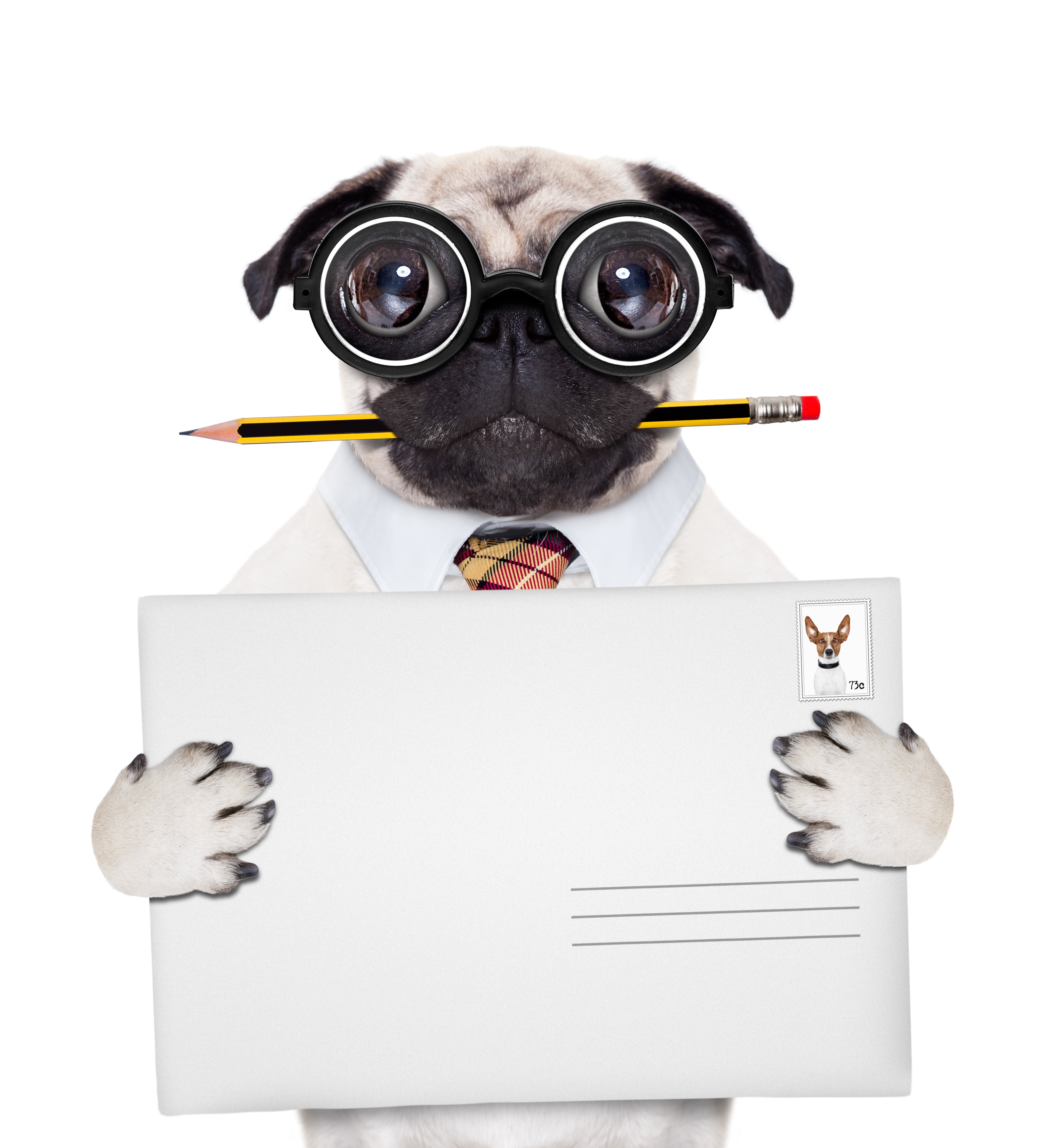 Pug dog with glasses holding envelope and pencil HD Wallpaper