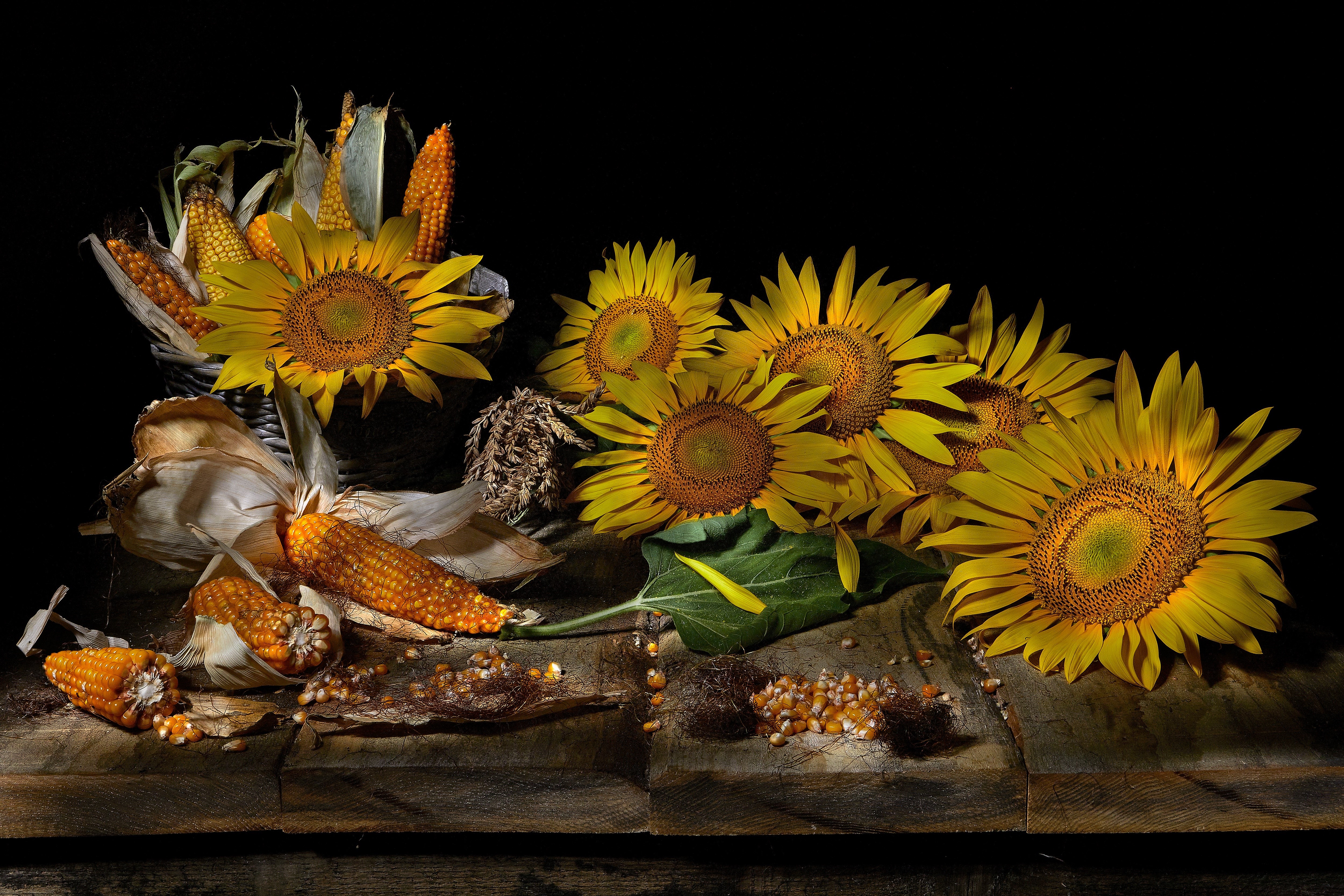 Sunflowers and Corn Still-life on Wood Planks HD Wallpaper