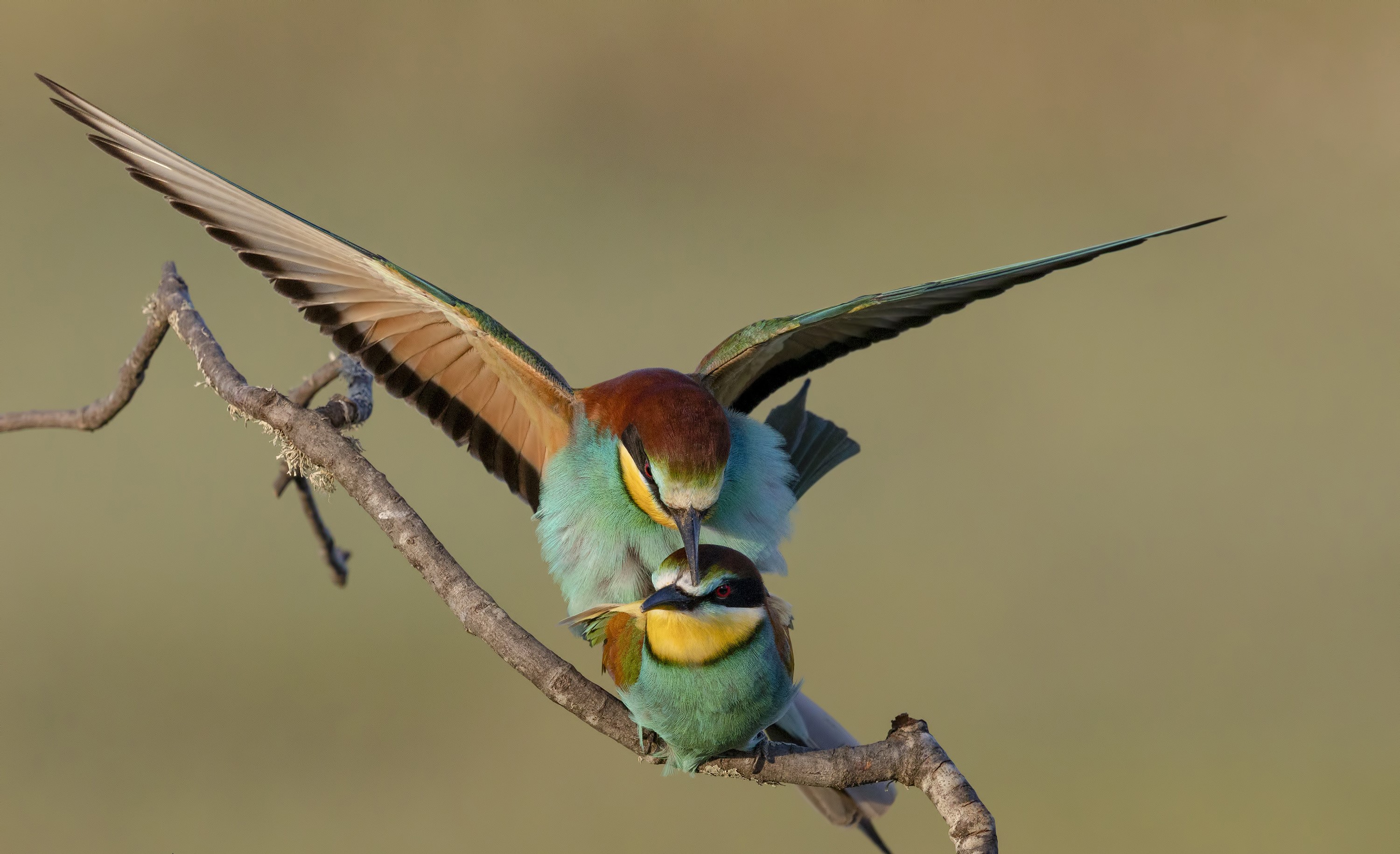 Two European Bee-eaters on a Branch HD Wallpaper