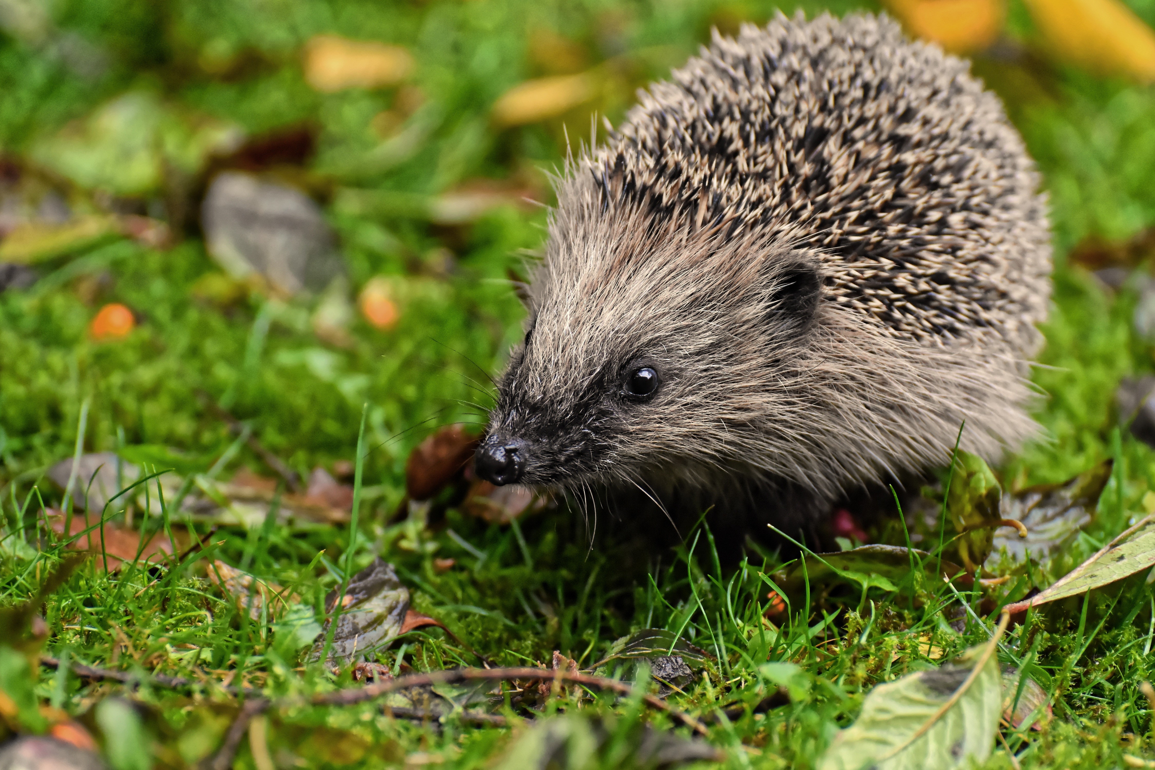 Hedgehog in grass with foliage HD Wallpaper