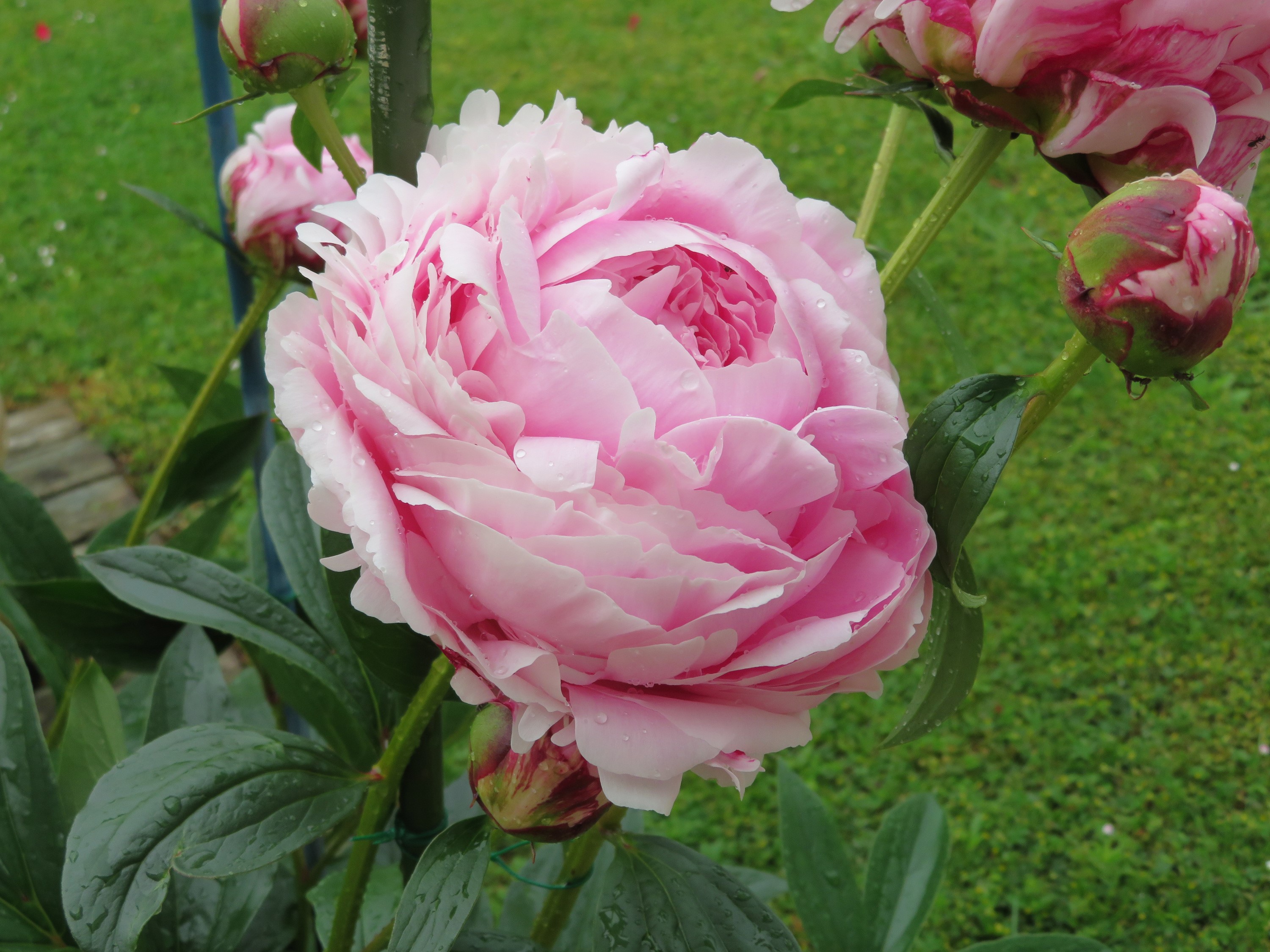 Pink Peony Flower with Buds HD Wallpaper
