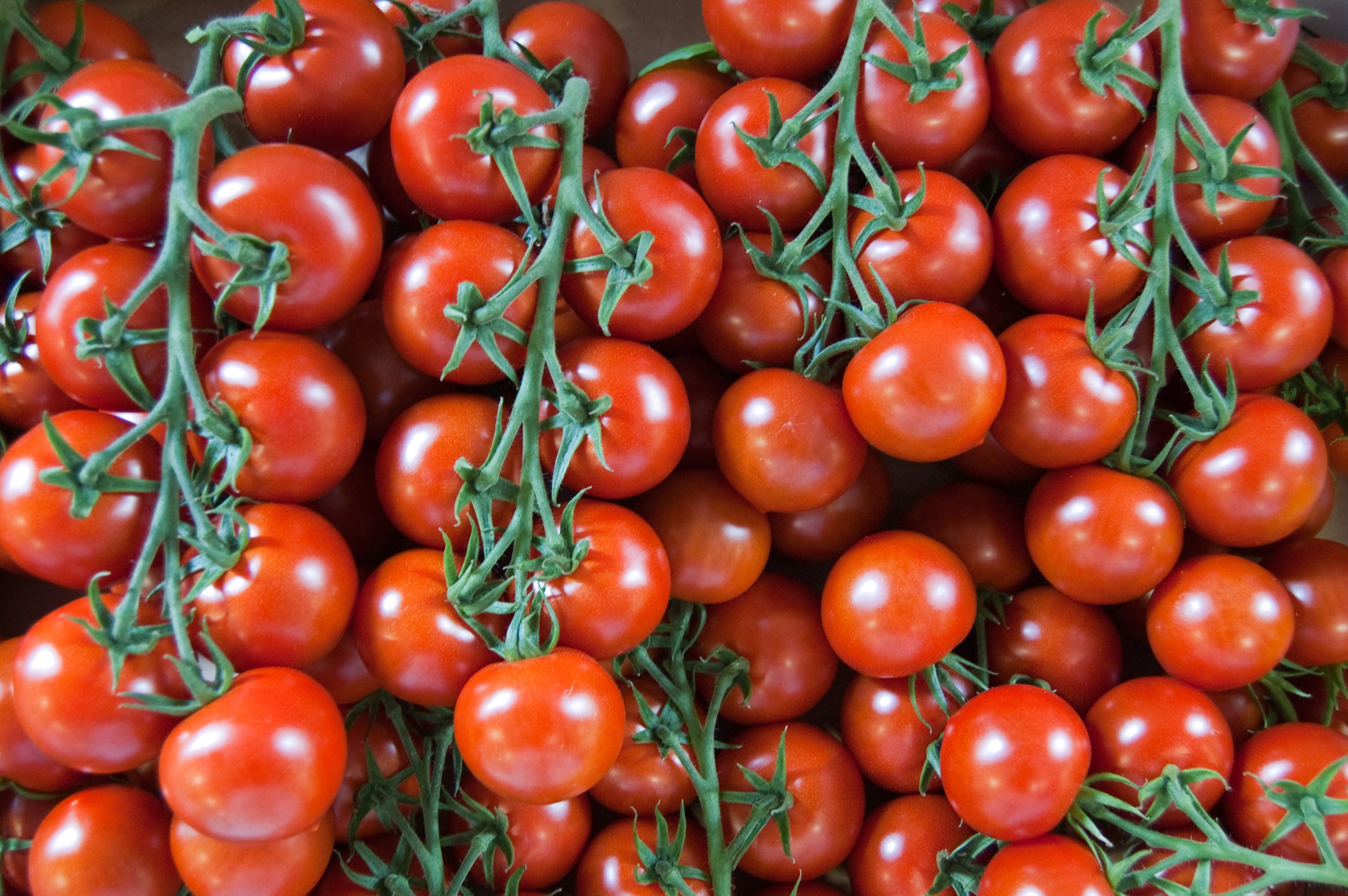 Many ripe red tomatoes on vines HD Wallpaper