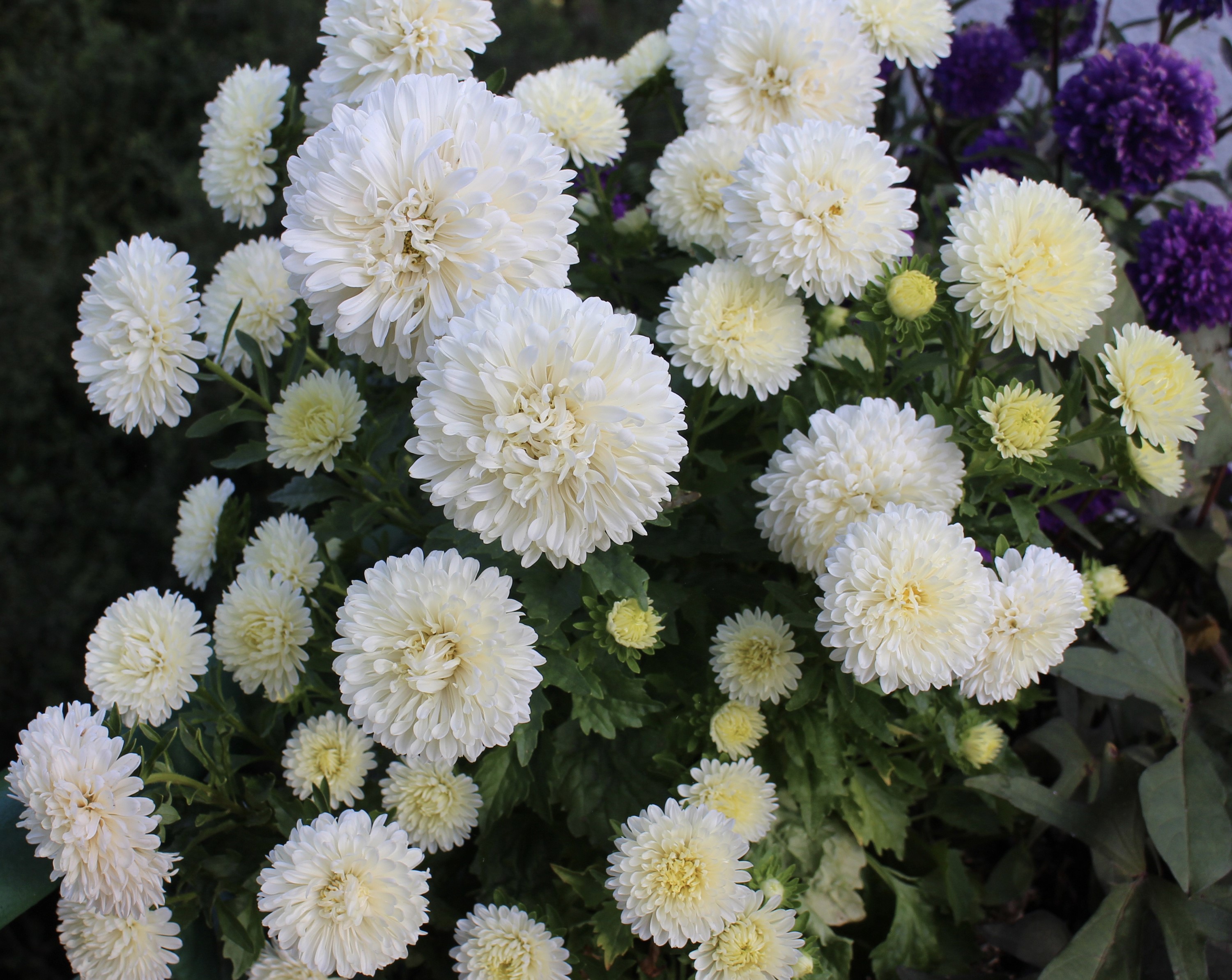 White Asters in a Garden HD Wallpaper