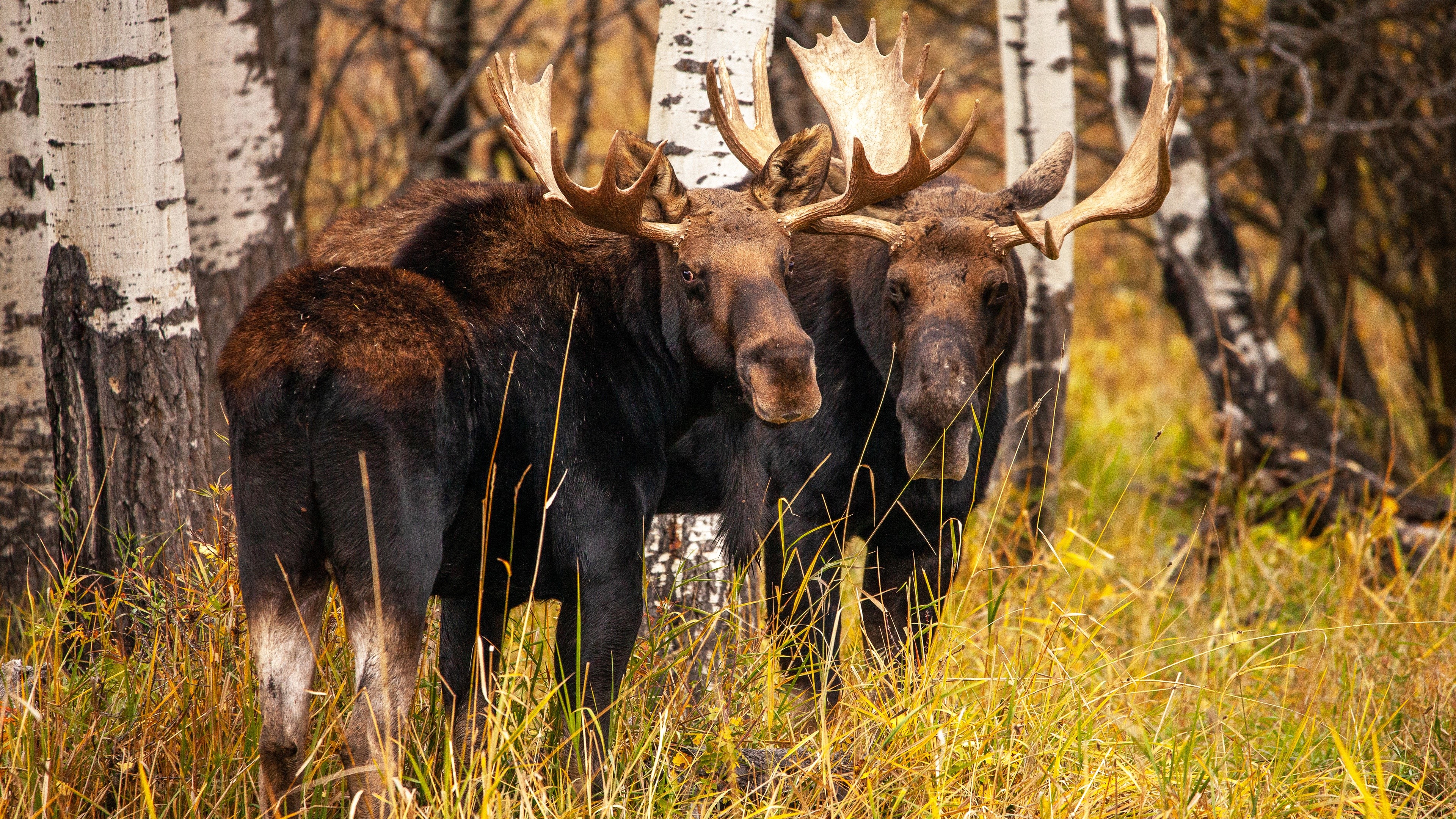 Two Moose with Large Antlers in Autumn Forest HD Wallpaper