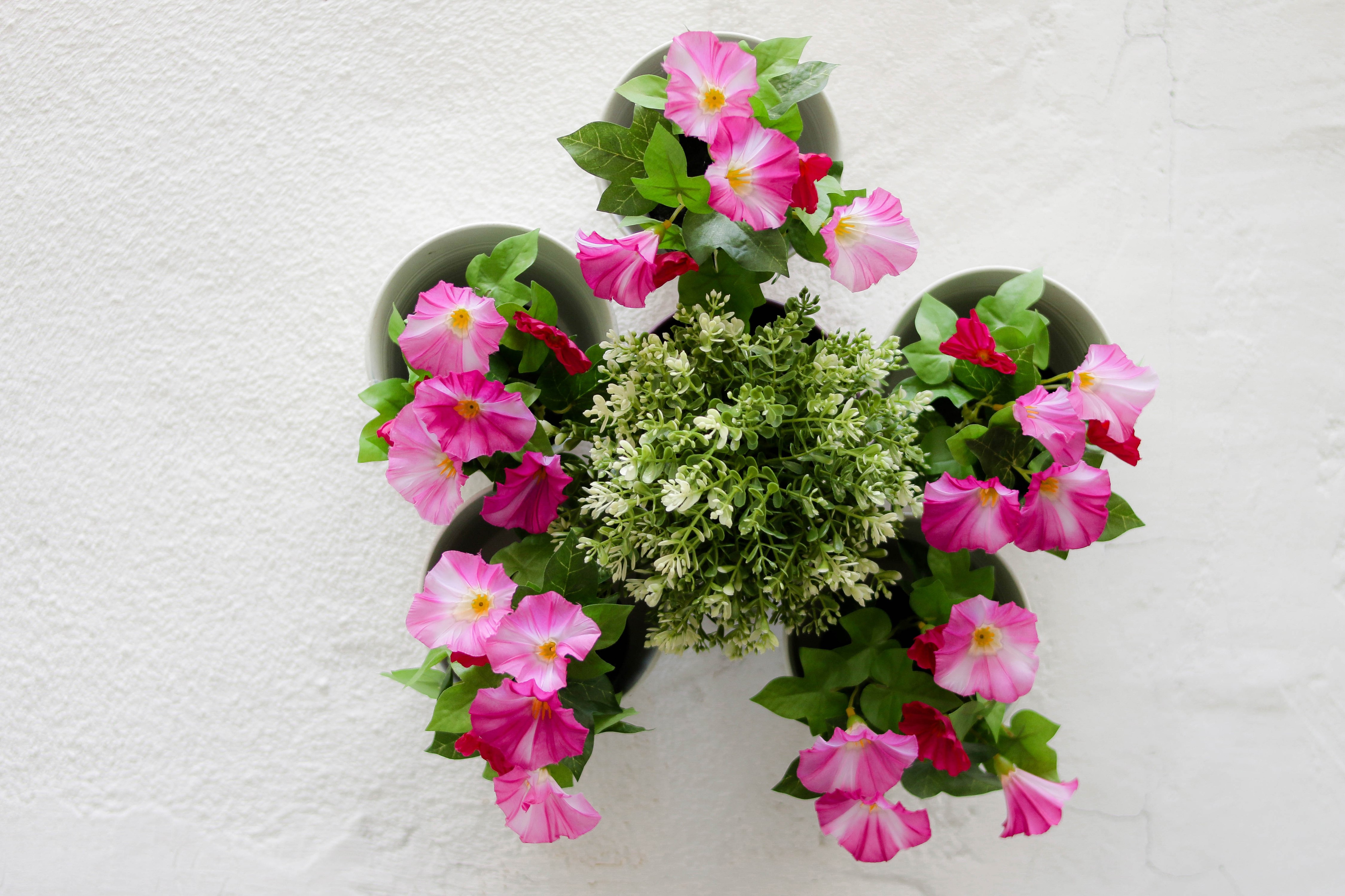Pink Morning Glory Flowers in Pots HD Wallpaper