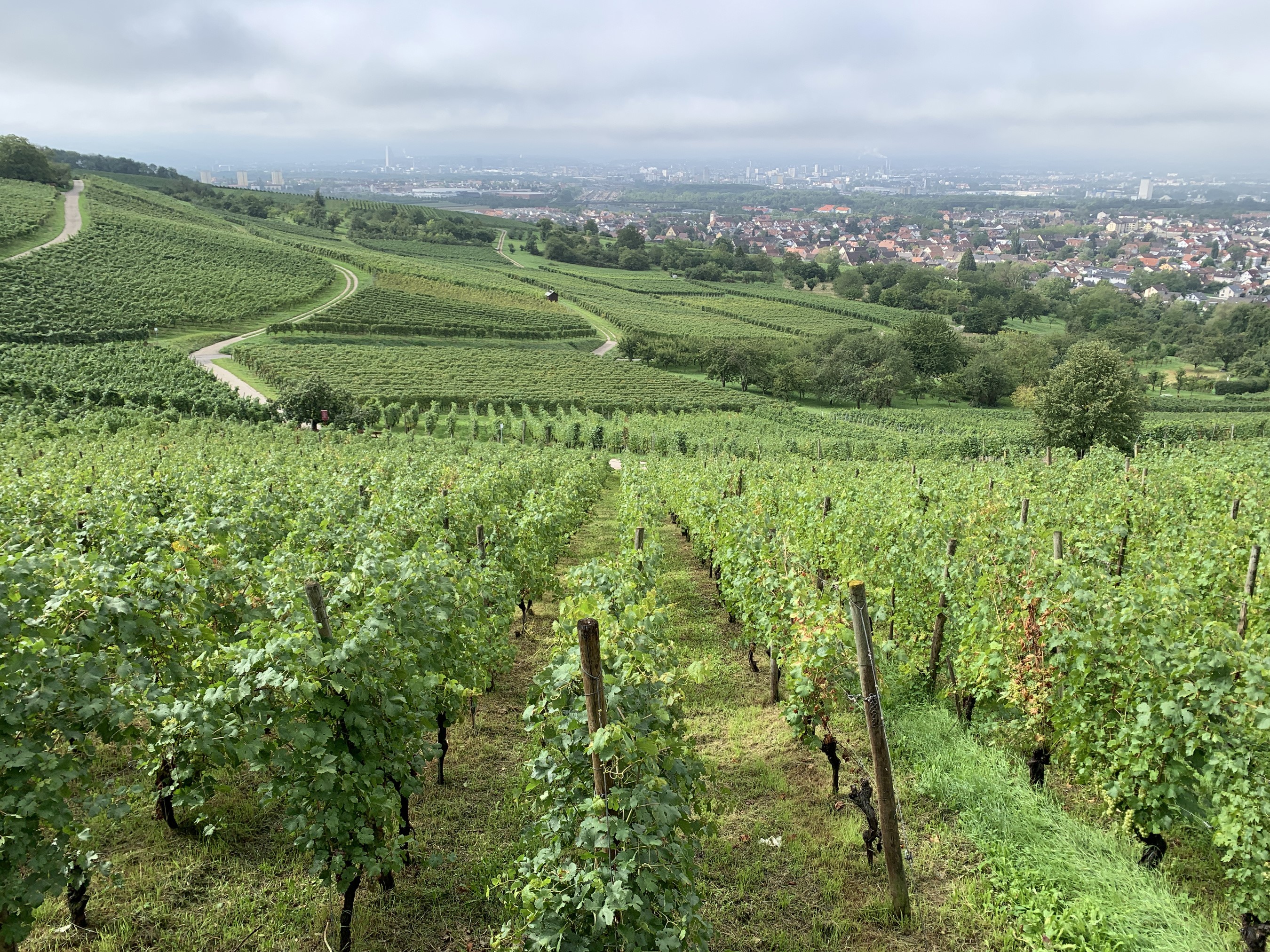 Vineyard overlooking a German town HD Wallpaper