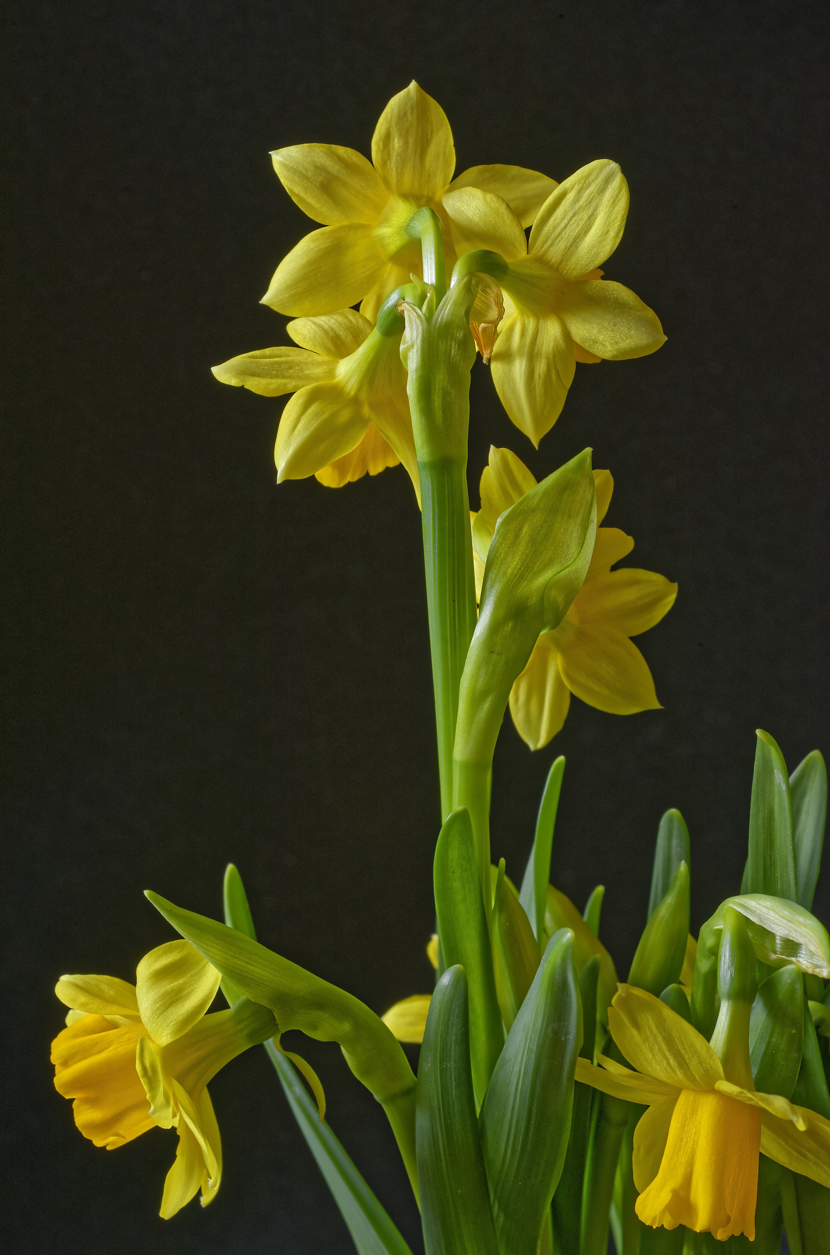 Yellow Daffodils HD Phone Wallpaper