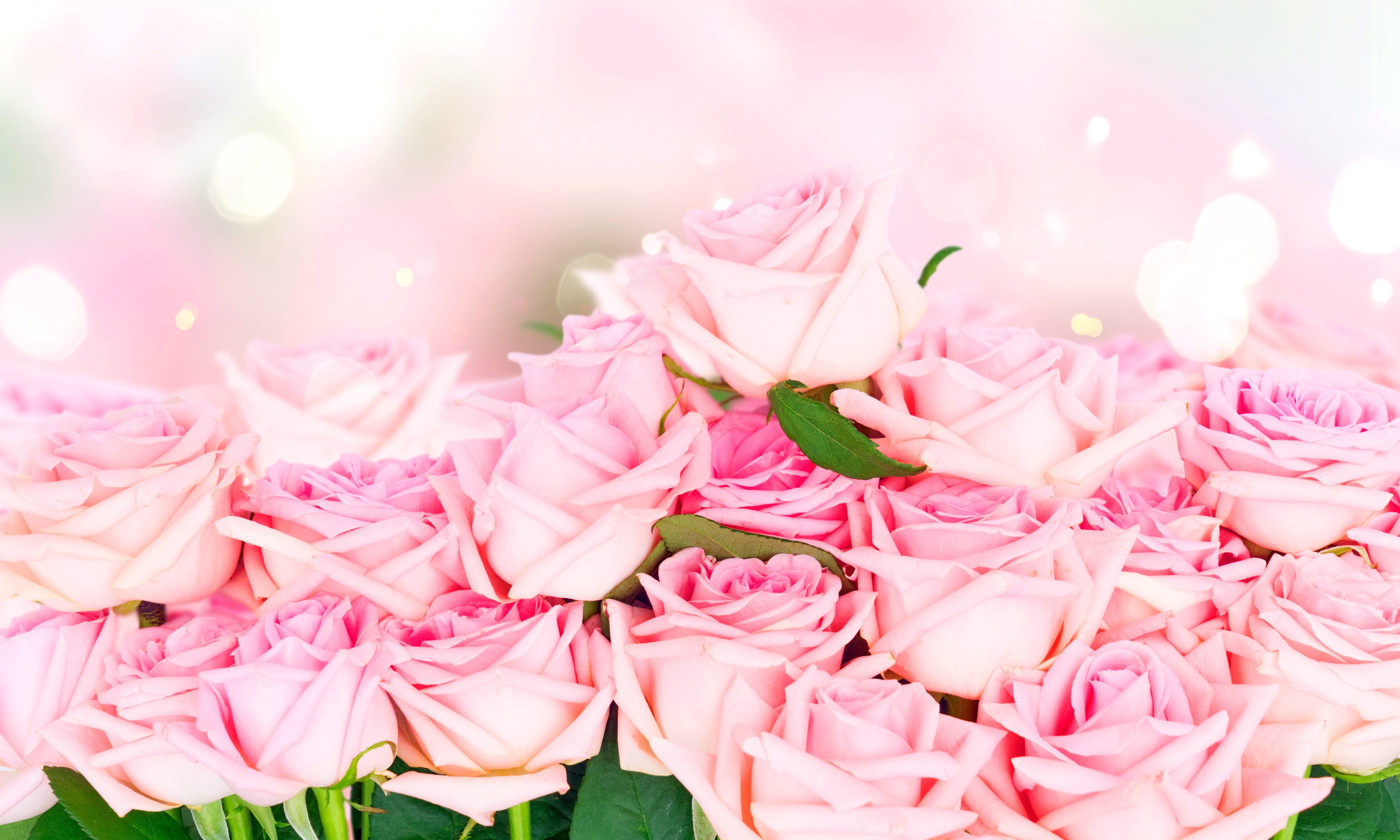 Pink Roses 4K HD Wallpaper