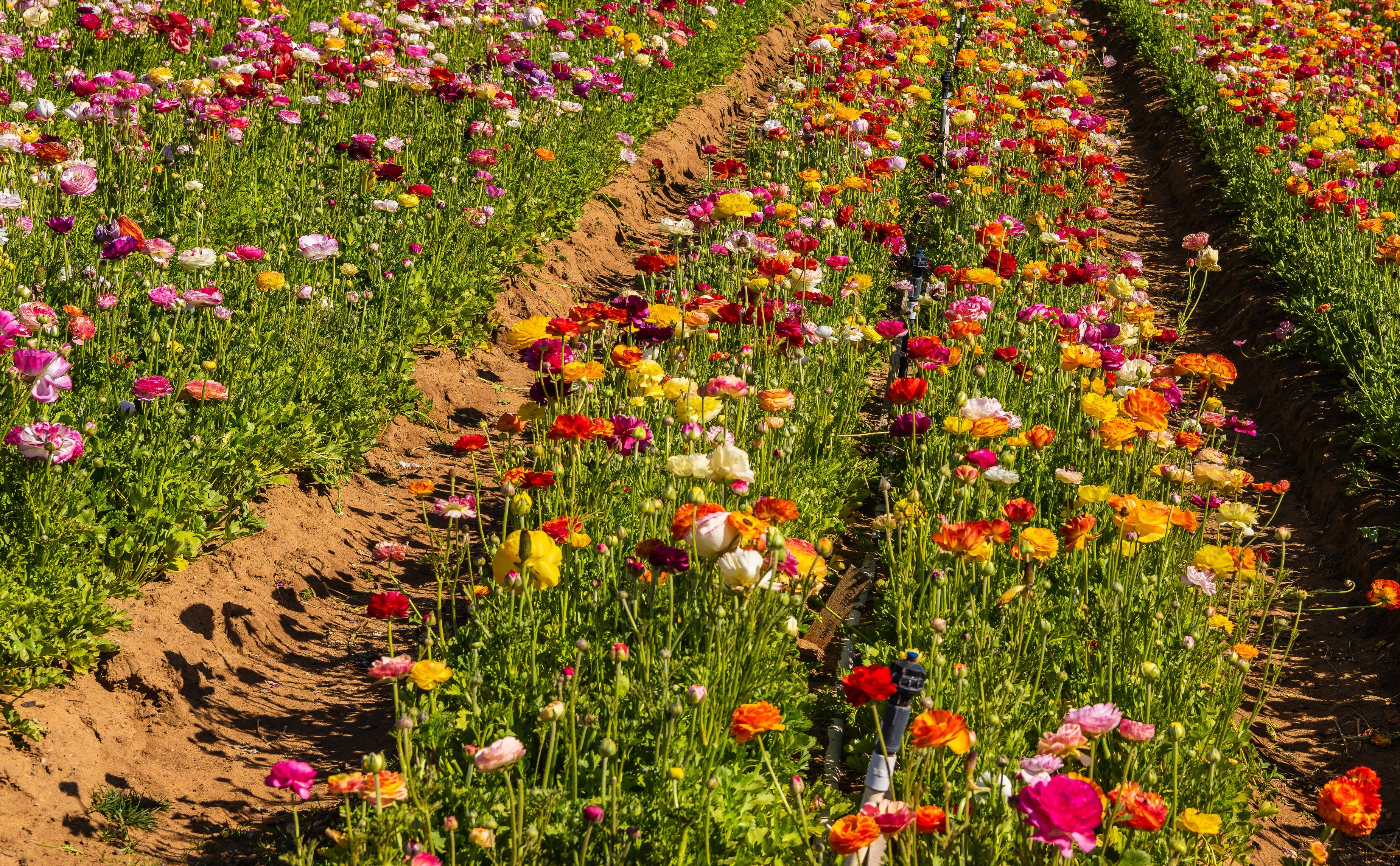 Rows of colorful ranunculus flowers in a field HD Wallpaper