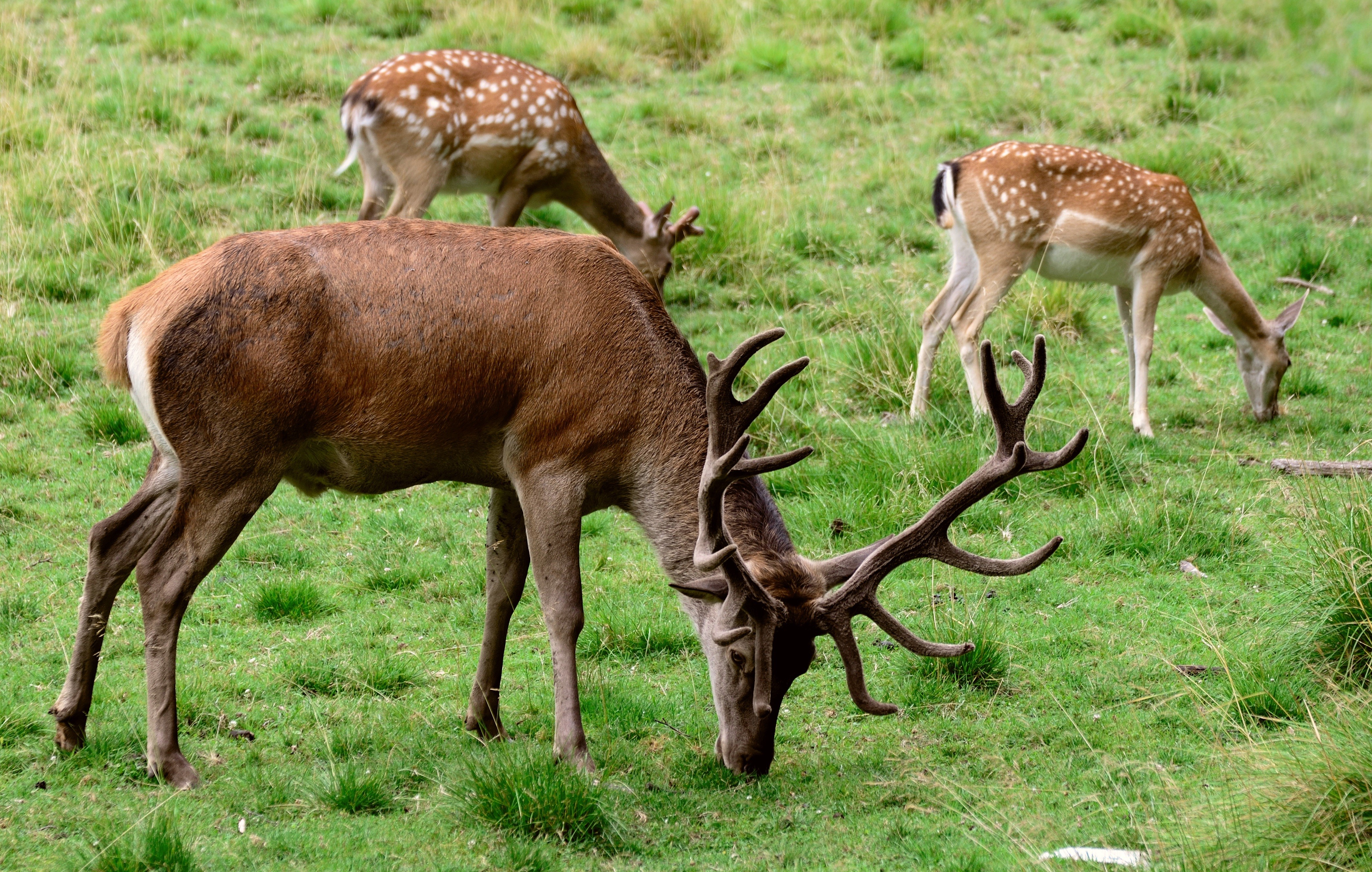 Three Deer Grazing in a Grassy Field HD Wallpaper