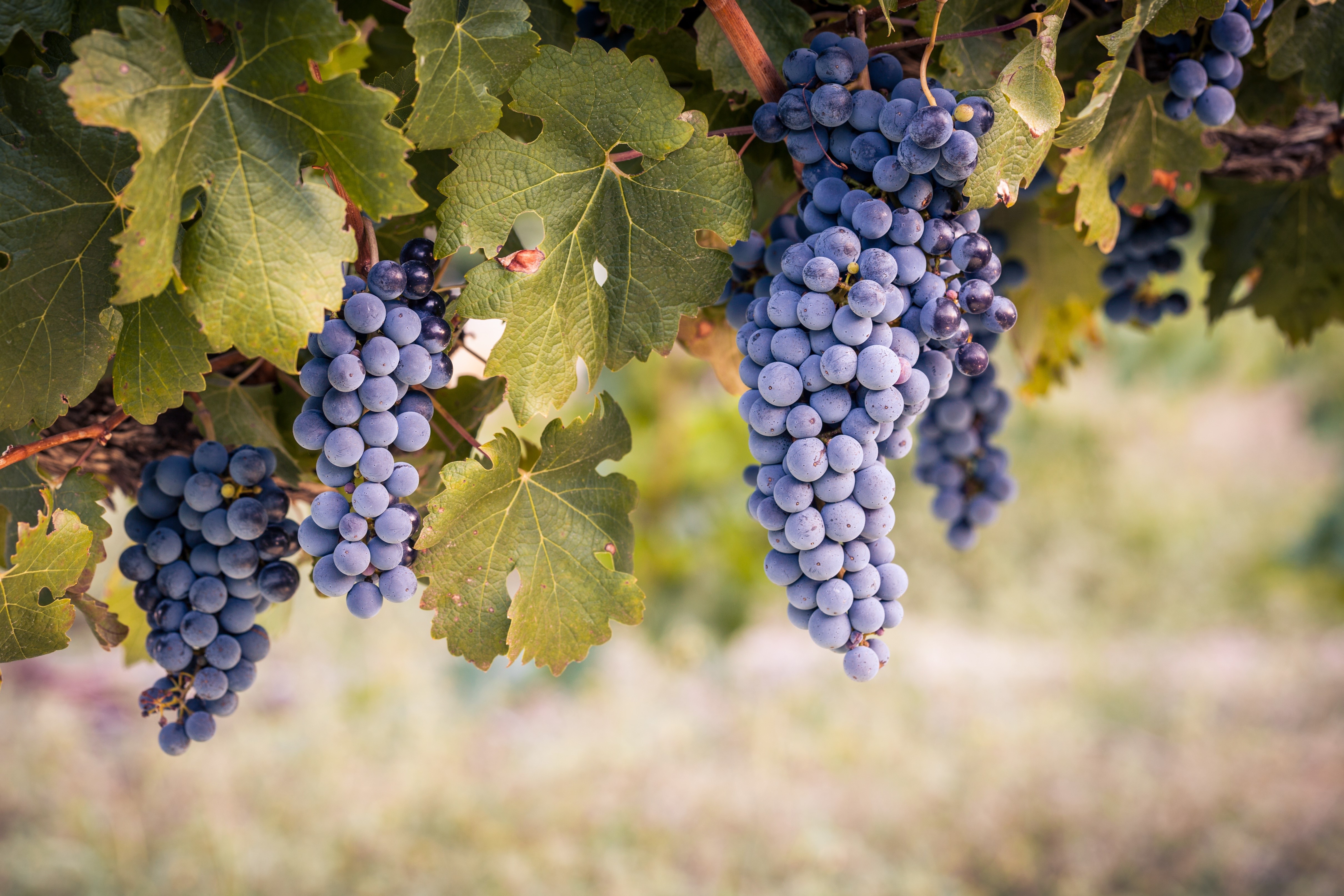 Grapes on Branches with Foliage HD Wallpaper