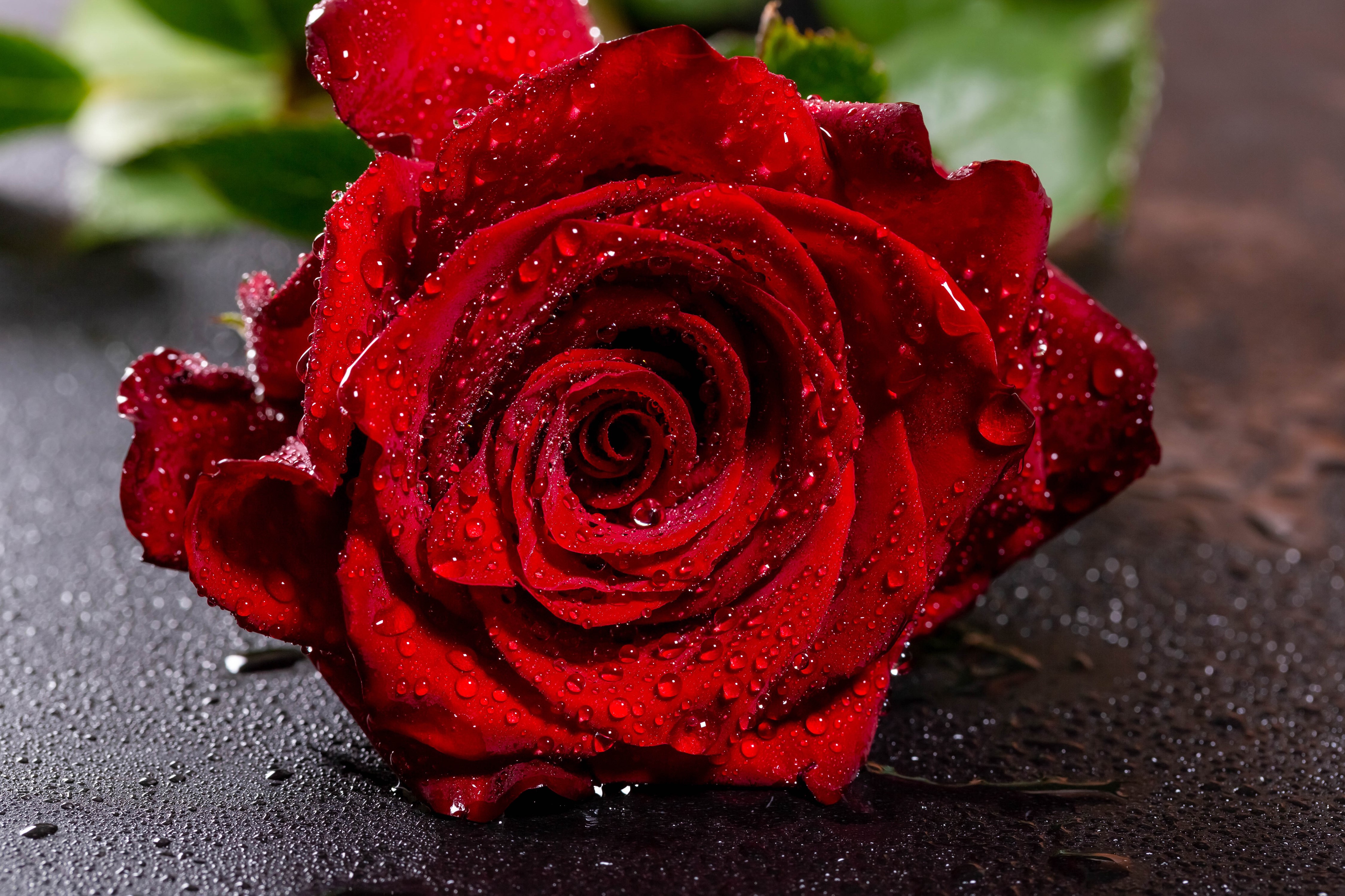 Red Rose with Water Drops HD Wallpaper