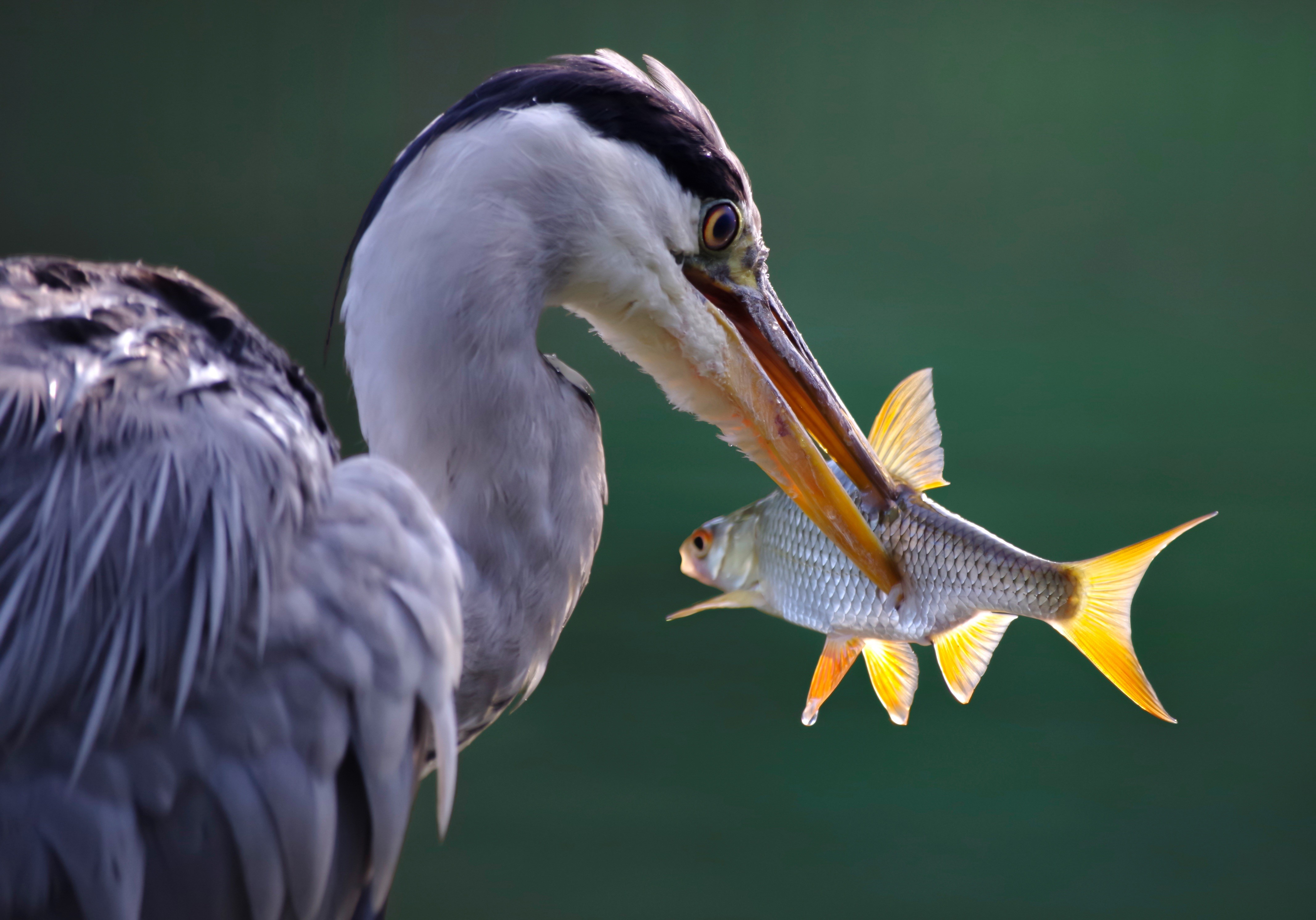 Grey Heron with Fish in Beak HD Wallpaper