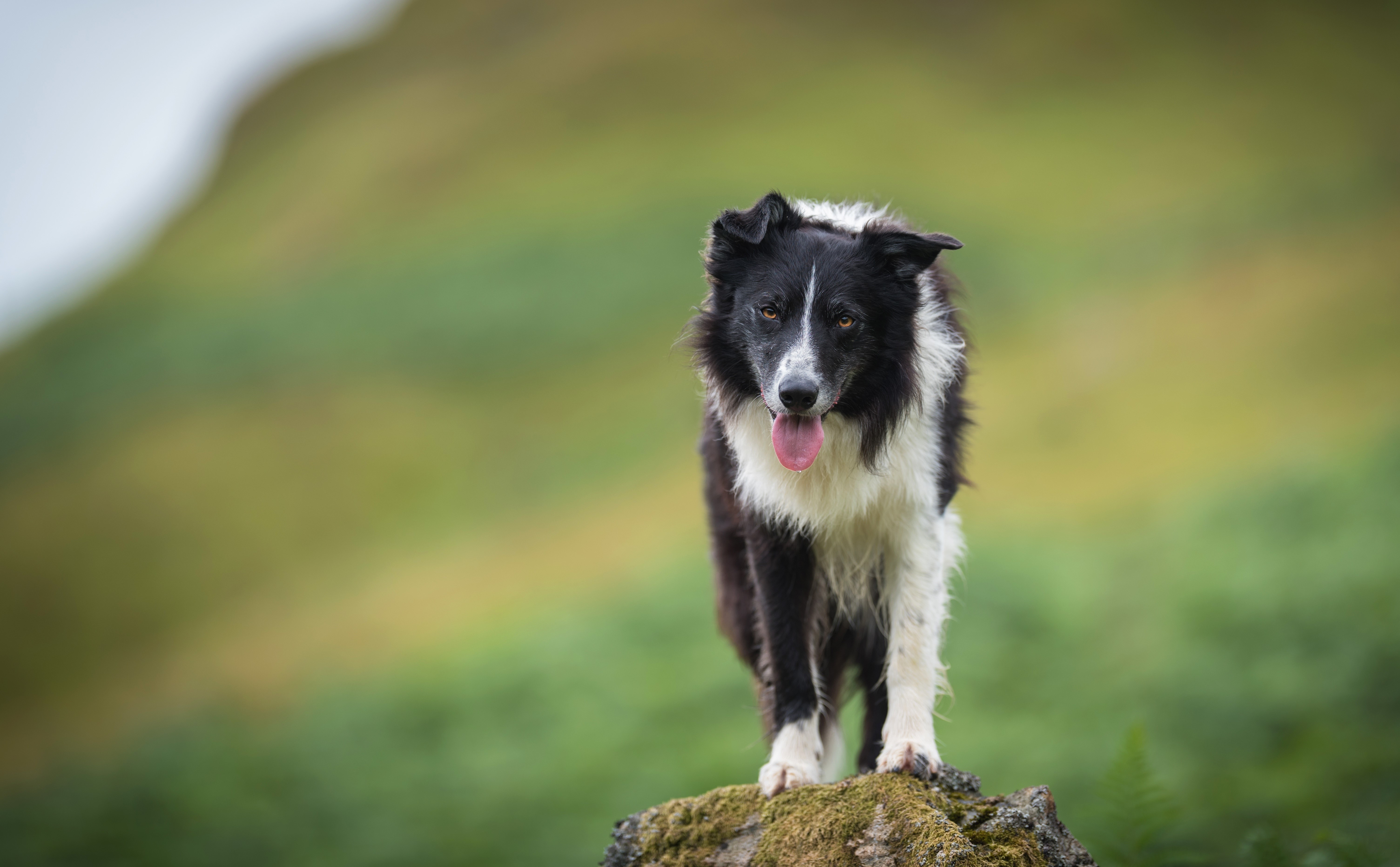 Border Collie dog standing on a rock HD Wallpaper