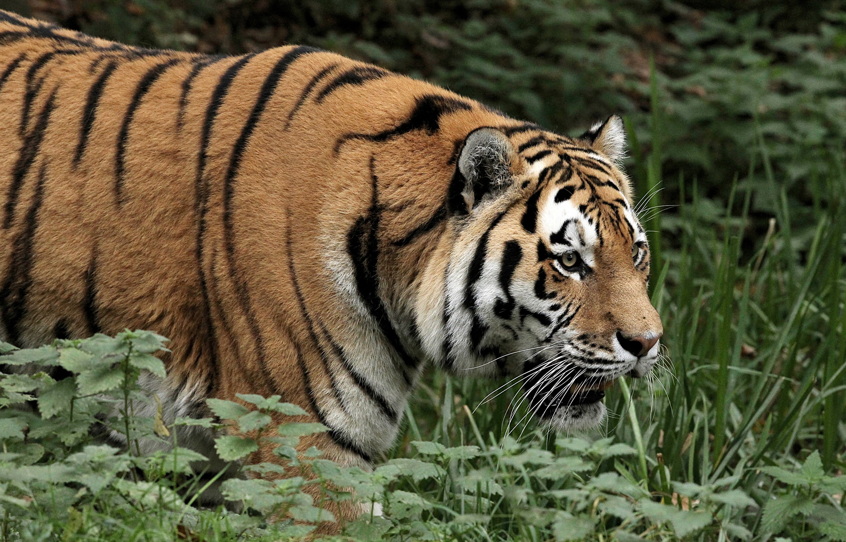 Tiger walking through grass HD Wallpaper