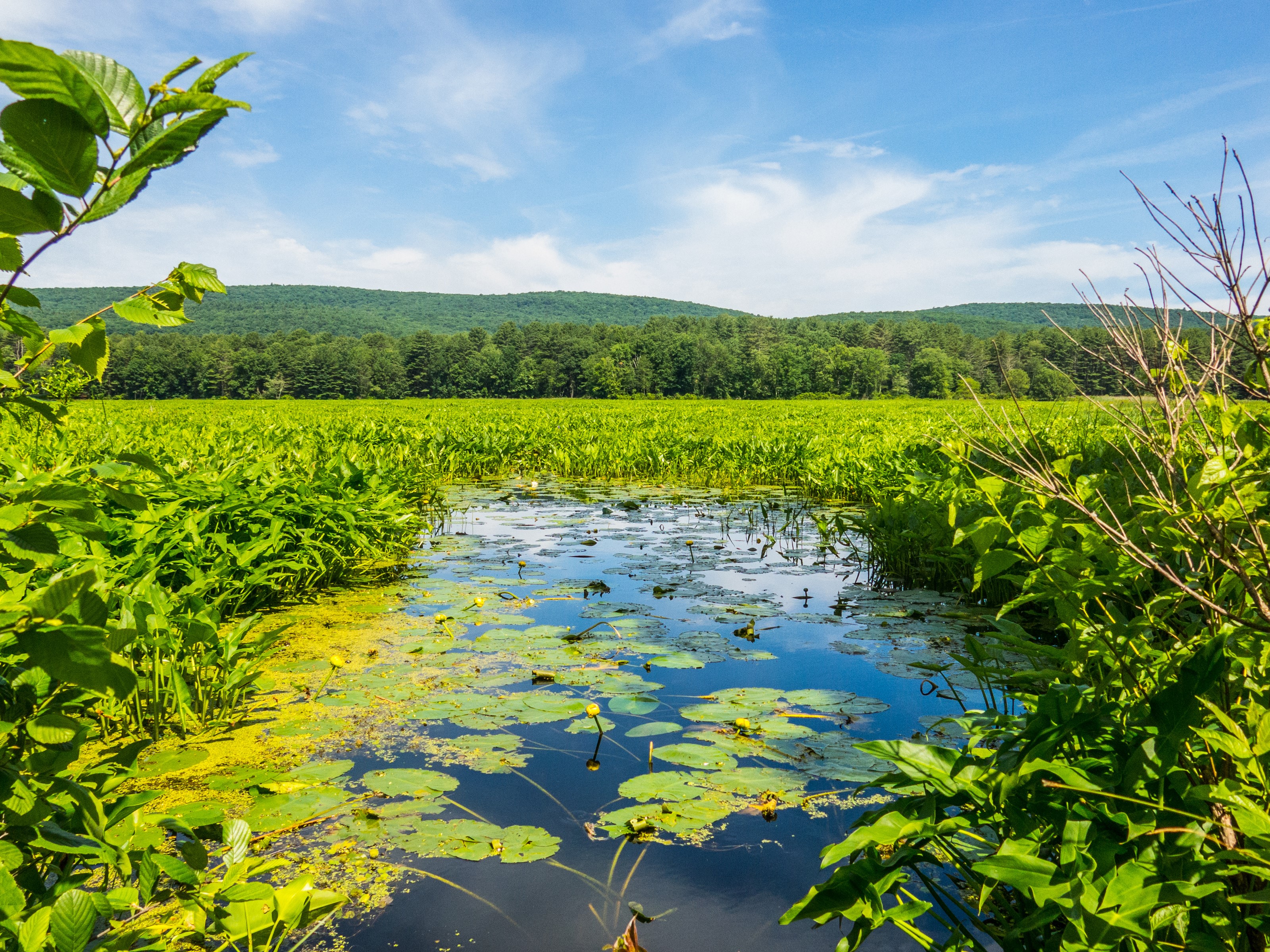 Pond with water lilies and green foliage in Mamakating, USA HD Wallpaper