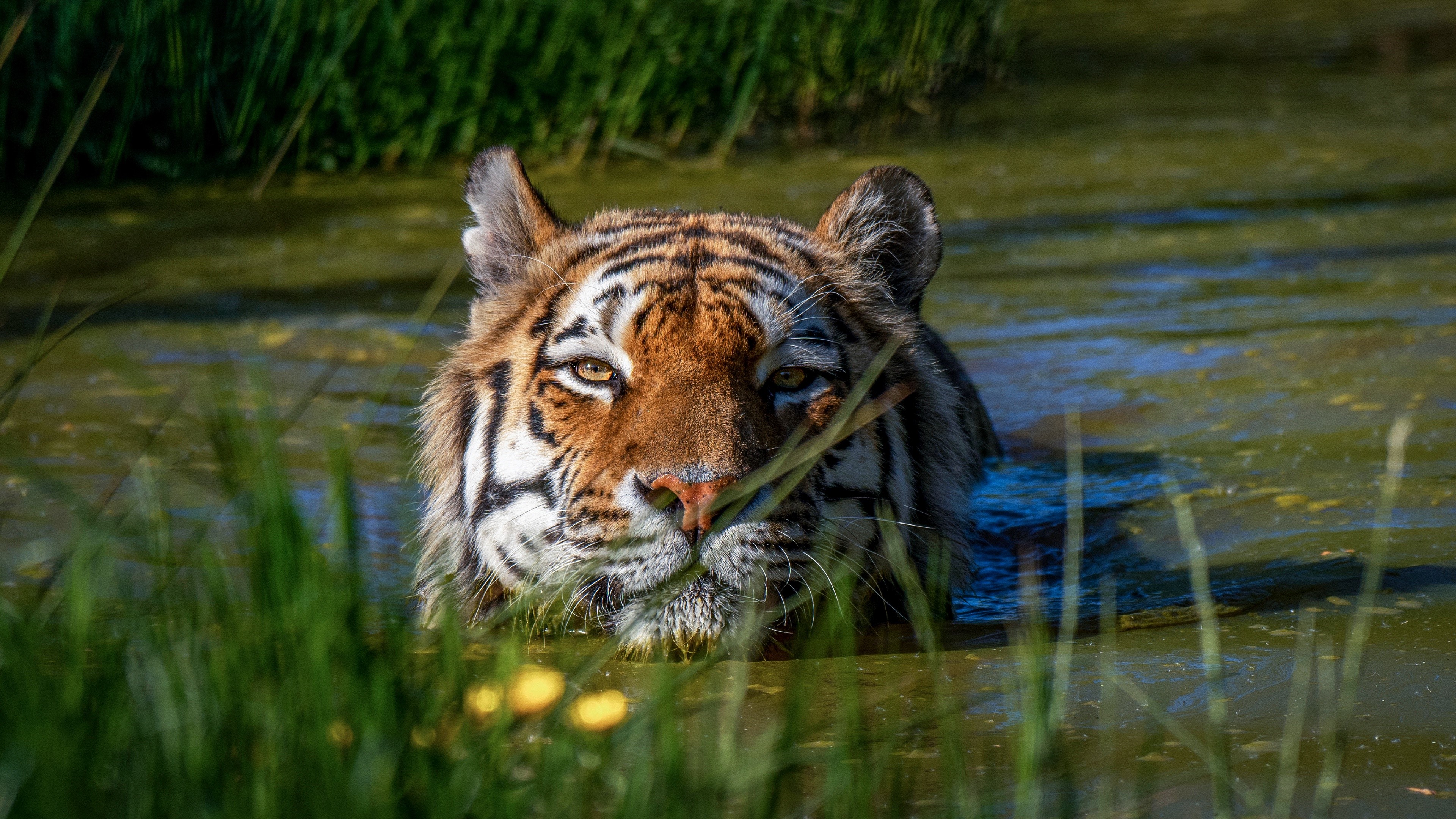 Tiger in a swamp HD Wallpaper