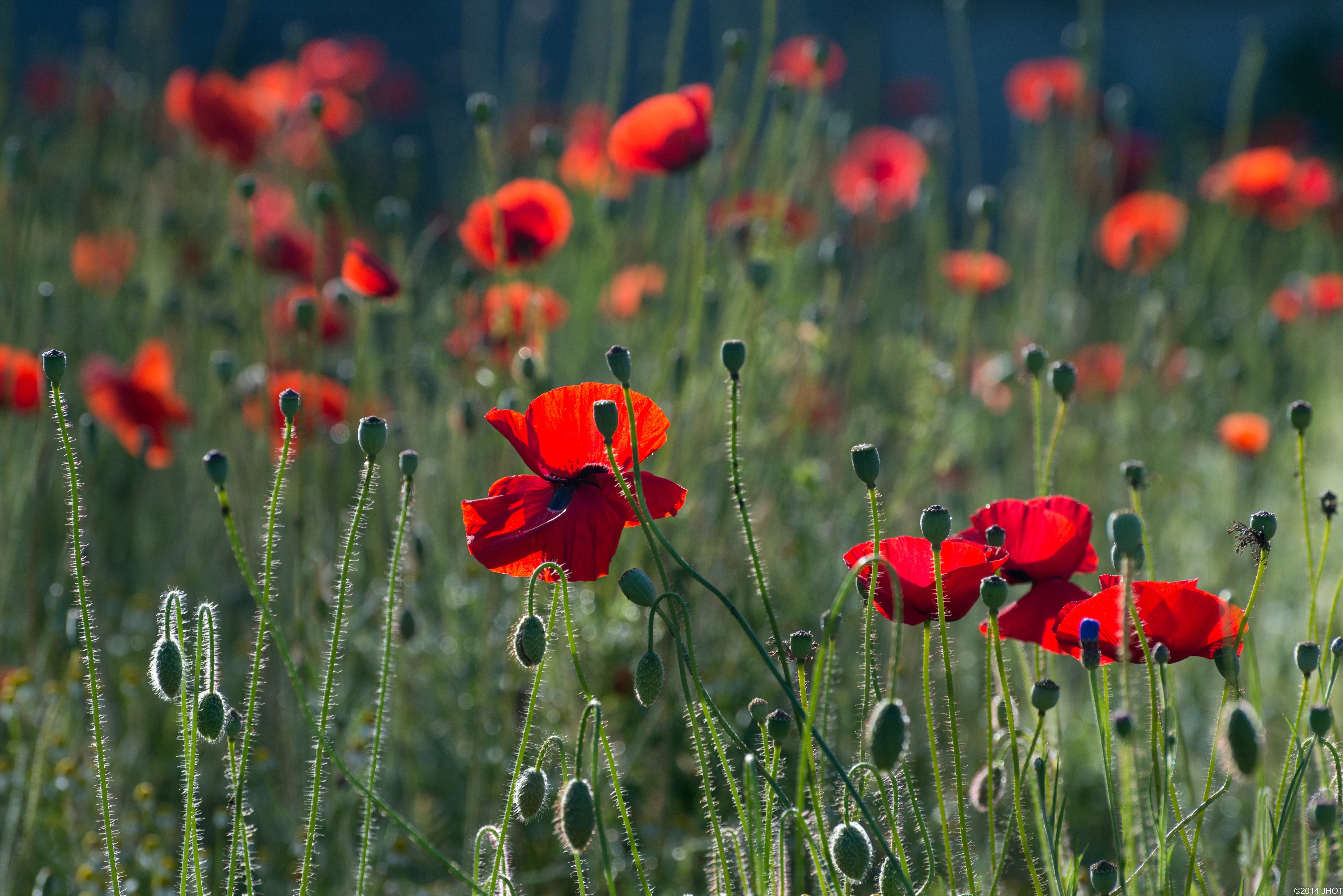 Field of Red Poppies with Buds HD Wallpaper