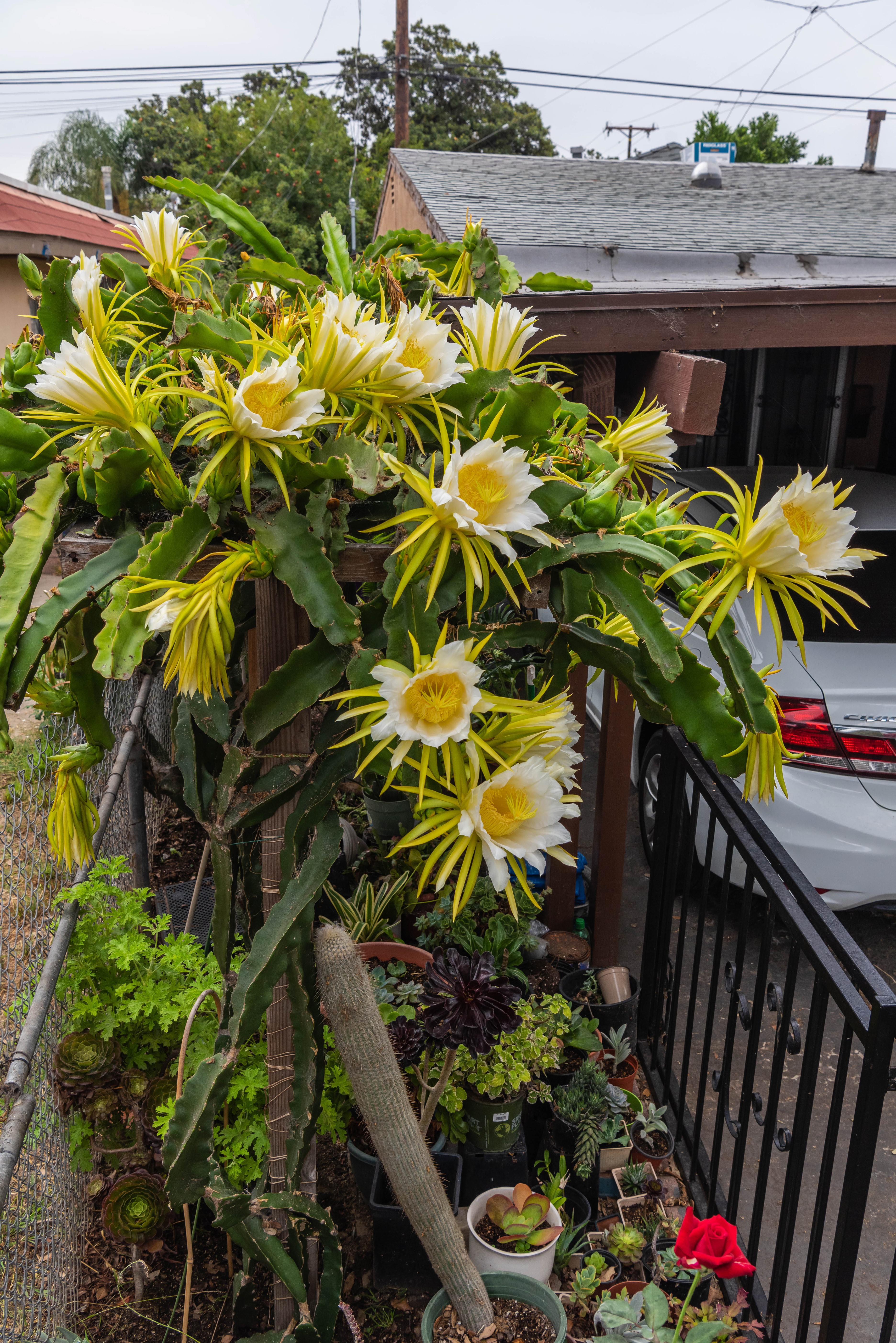 Dragon fruit cactus flowers blooming HD Phone Wallpaper