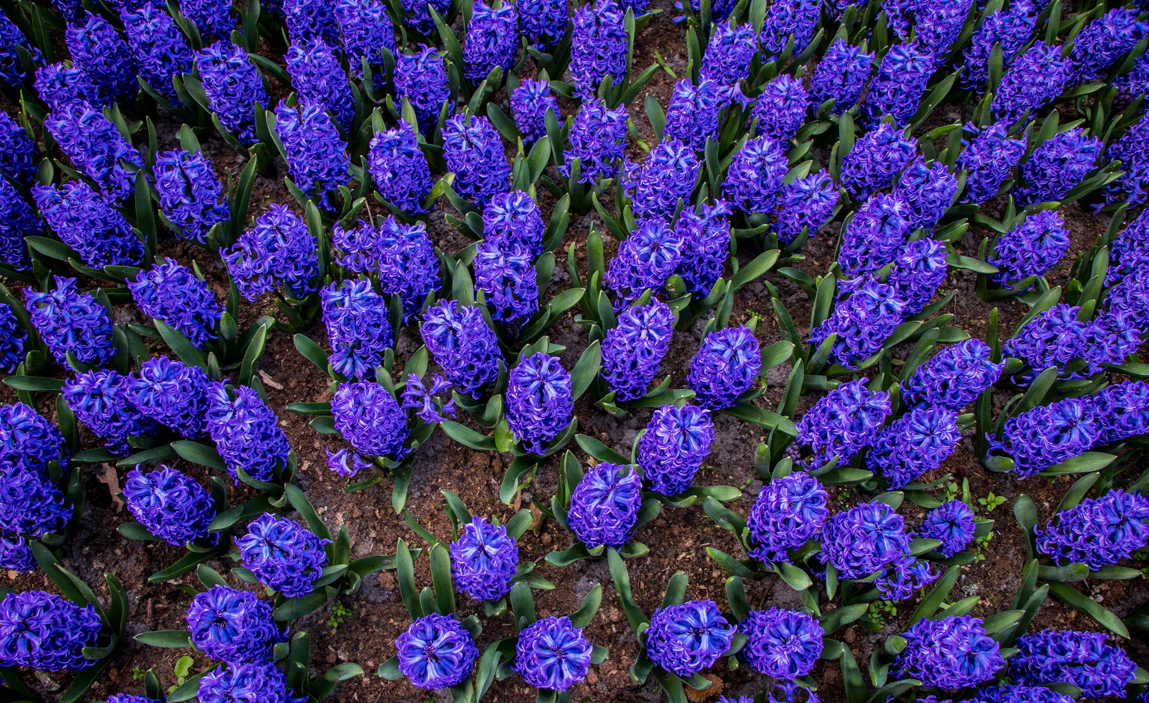 4K Hyacinths Many Violet HD Wallpaper