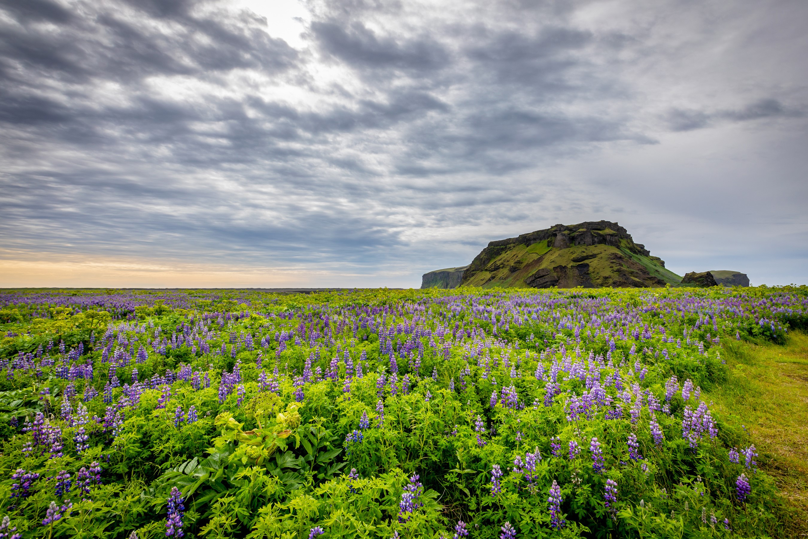 Field of purple lupines in Iceland with a cliff in the background HD Wallpaper