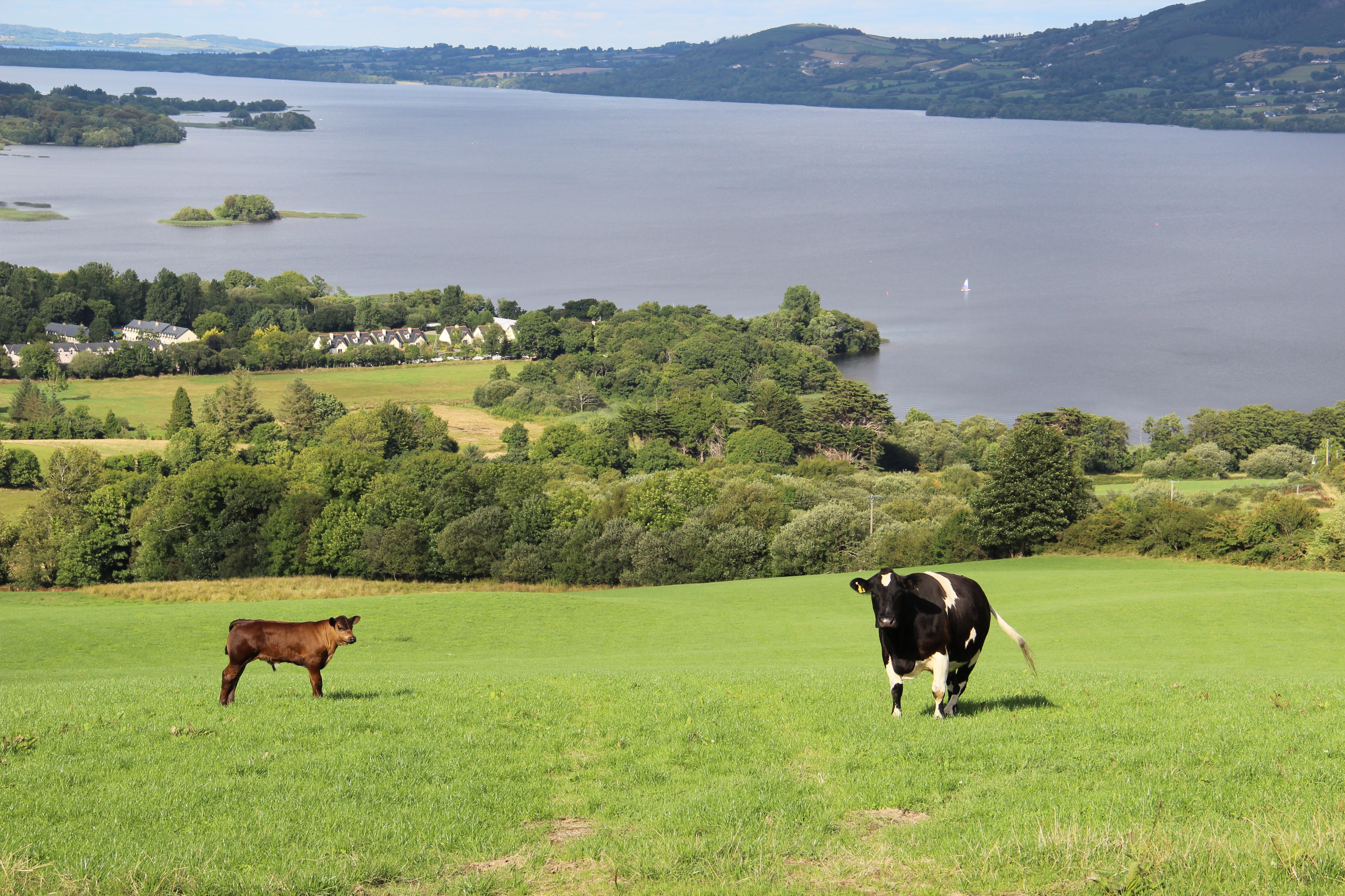 Two cows in a grassy field overlooking a lake HD Wallpaper