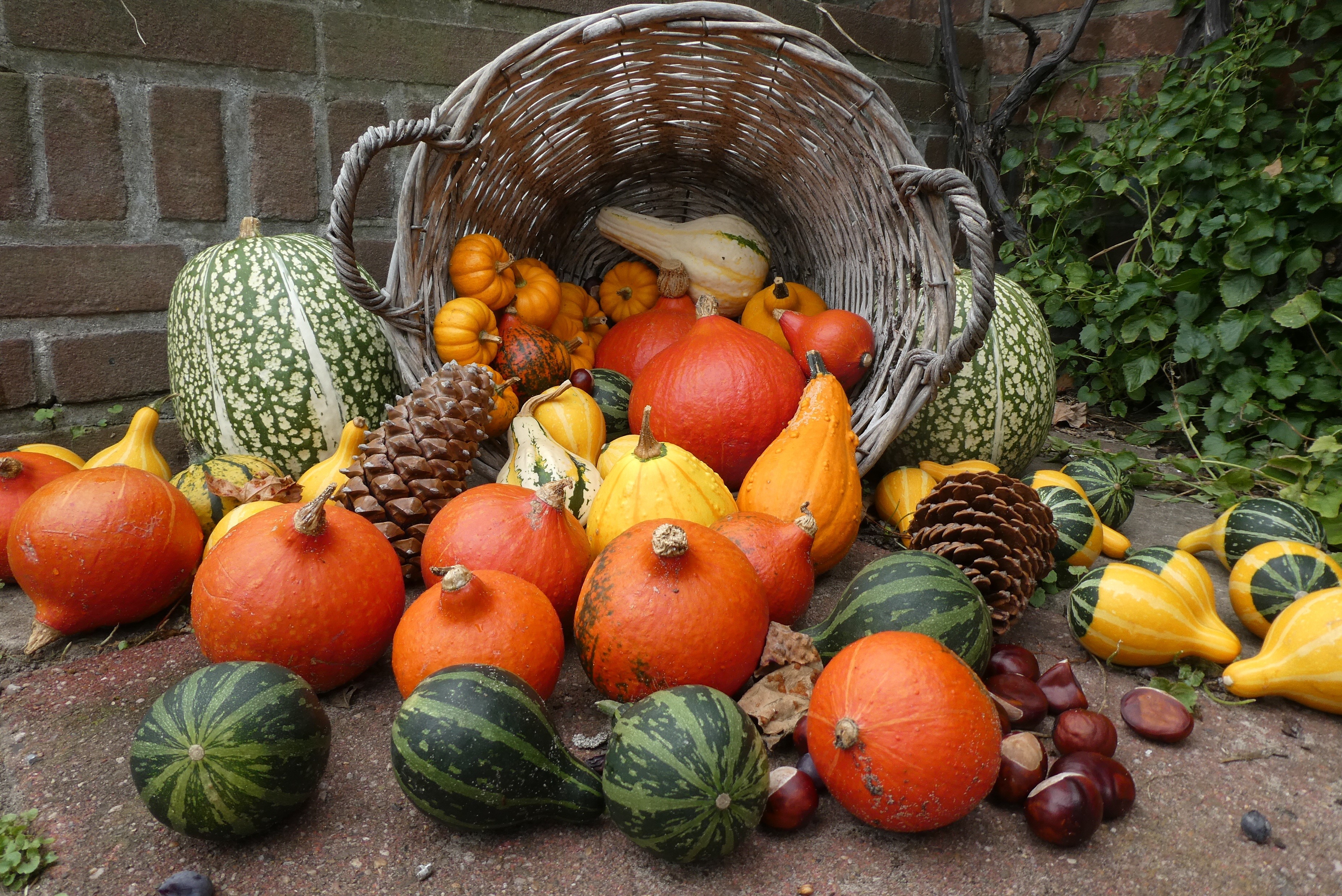 Autumn harvest of pumpkins and gourds in a wicker basket HD Wallpaper