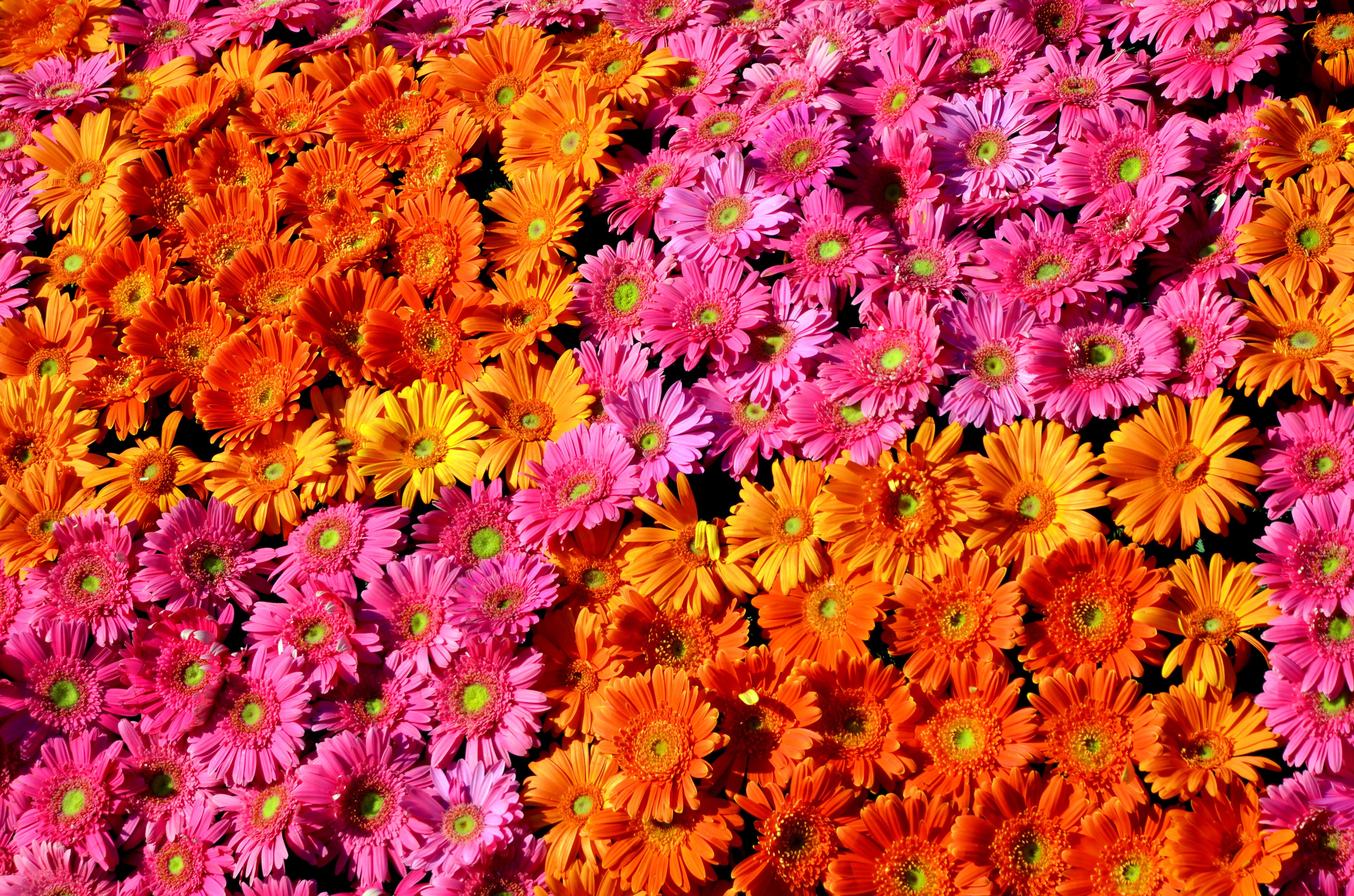 A close-up view of many colorful Gerbera daisies HD Wallpaper