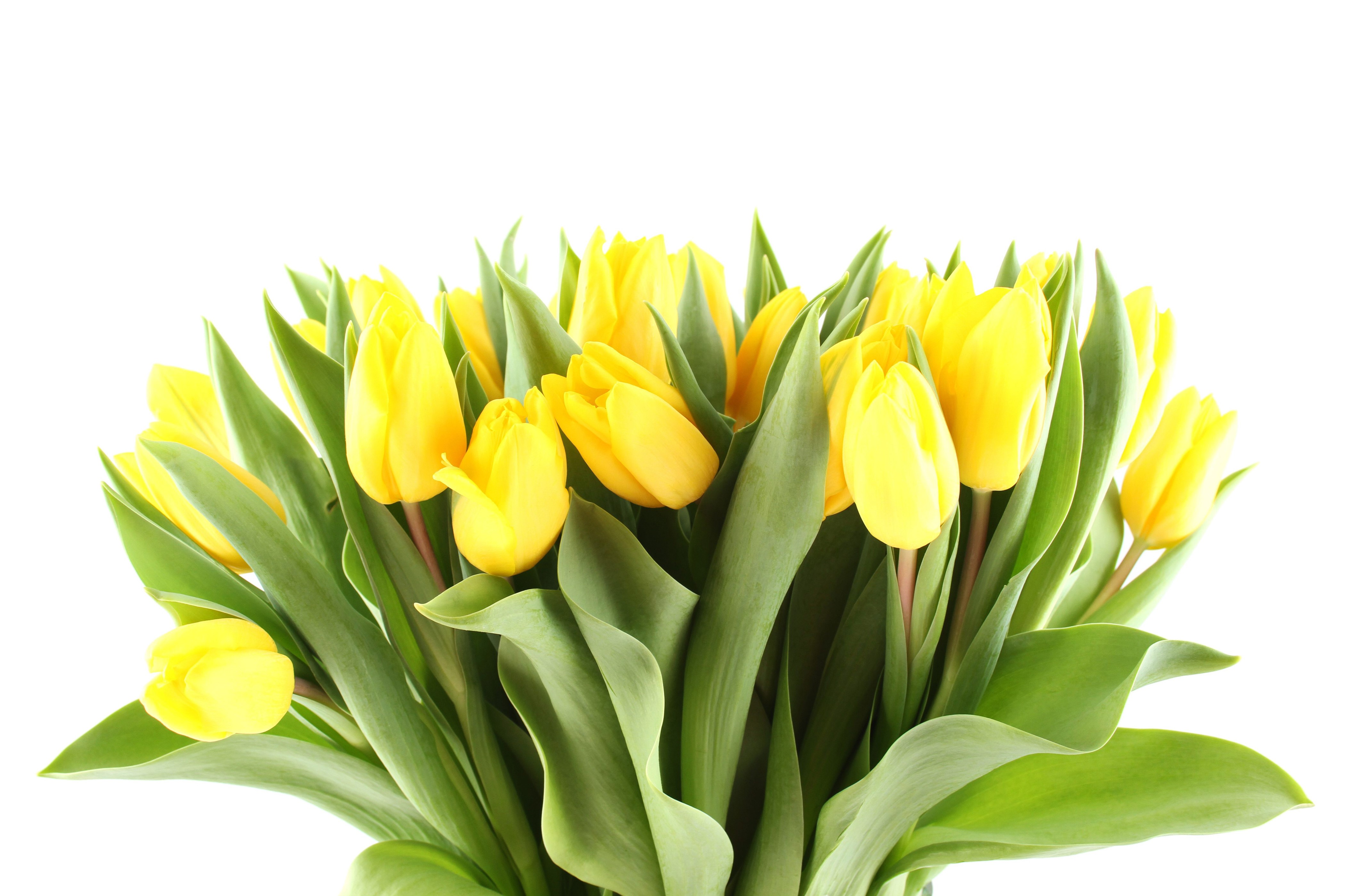 Many yellow tulips on a white background HD Wallpaper