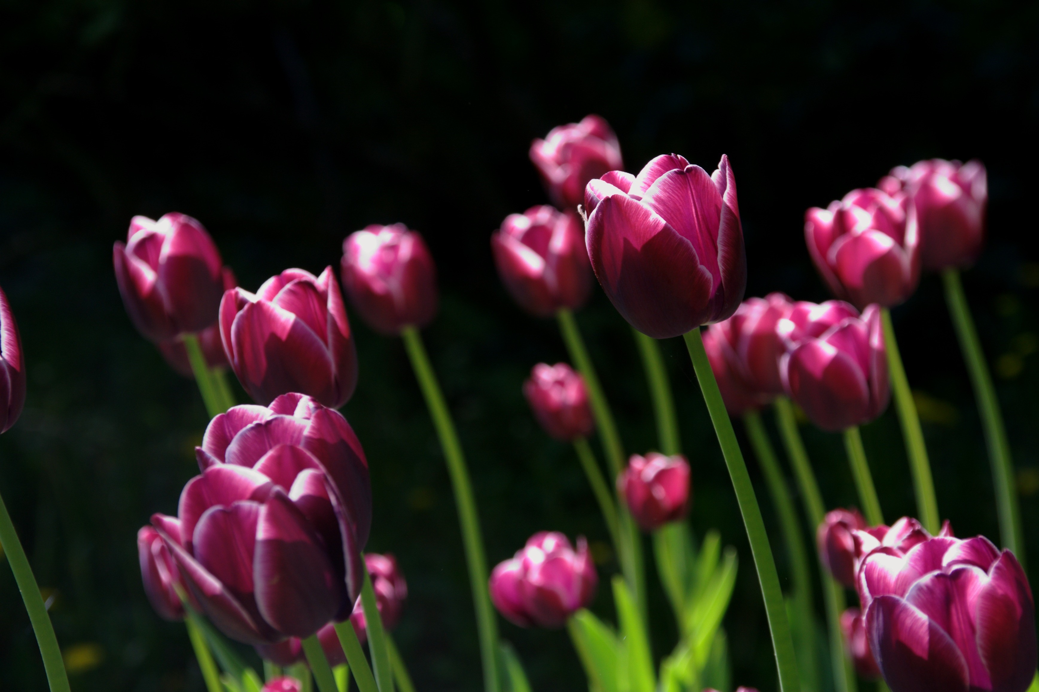 Many violet tulips against a black background HD Wallpaper