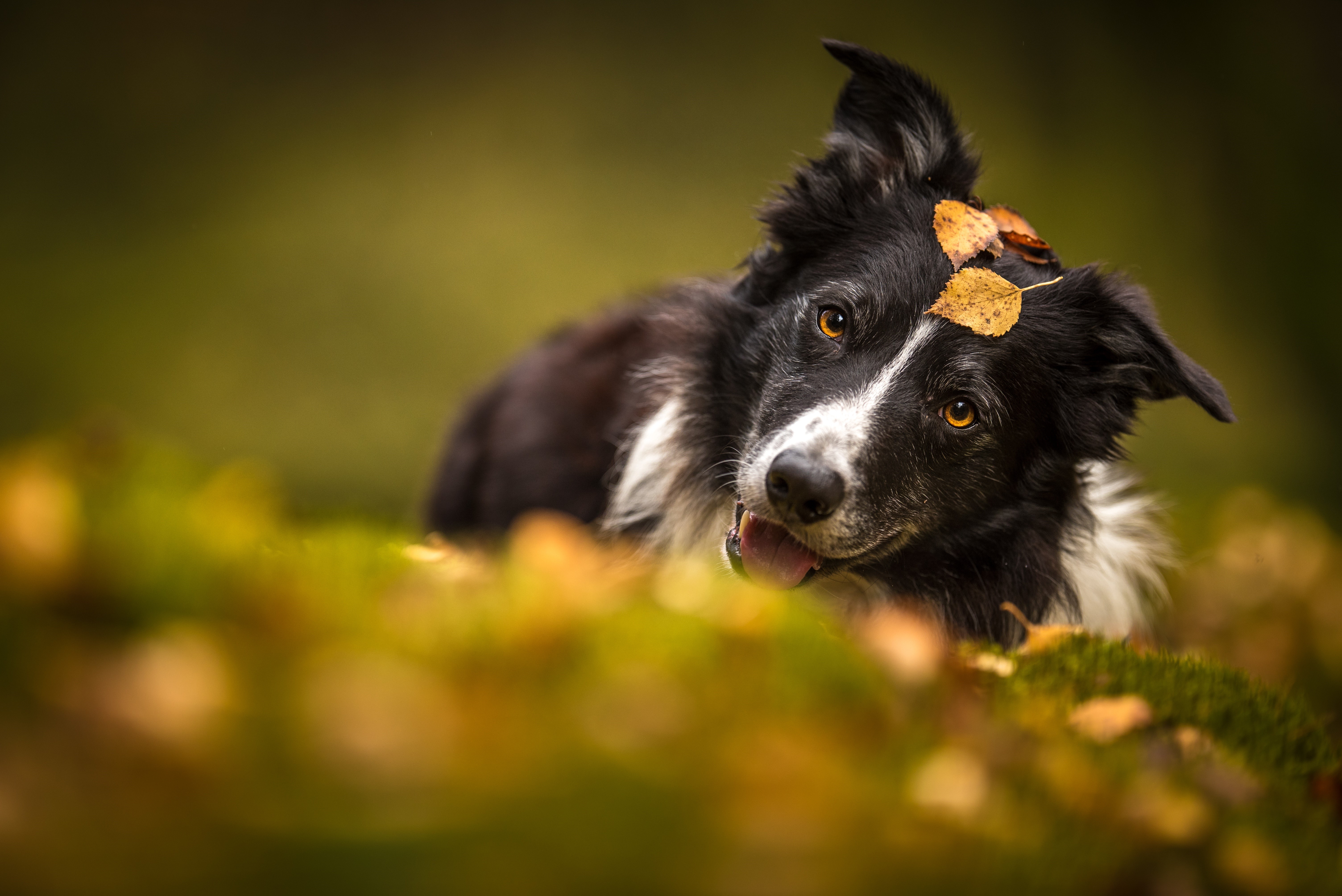 Border Collie dog with leaves on head HD Wallpaper