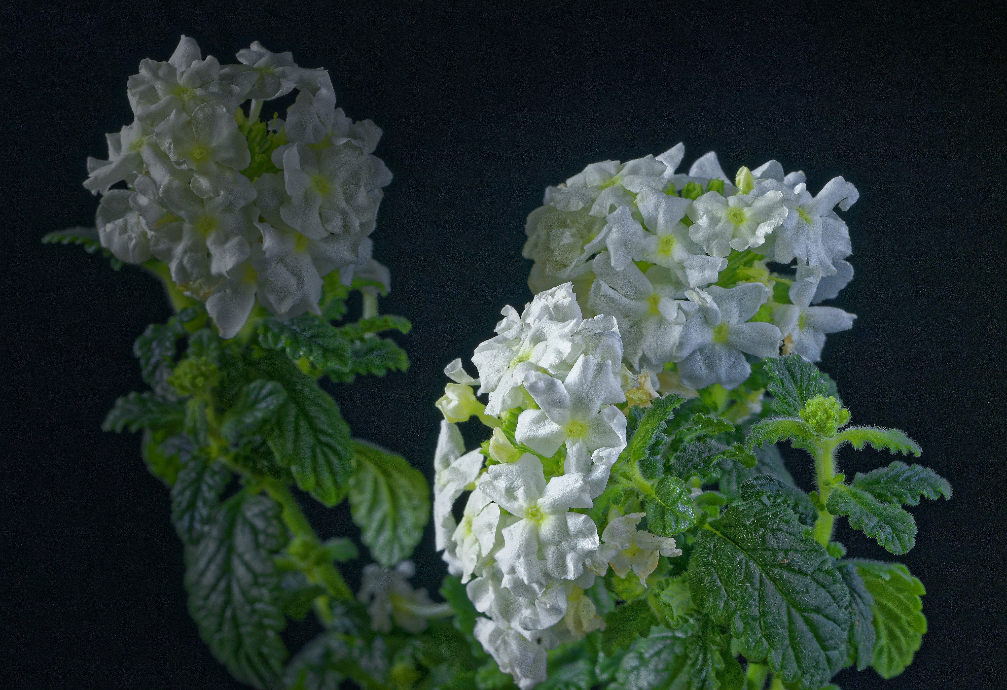 4K White Verbena Flowers on Black Background HD Wallpaper