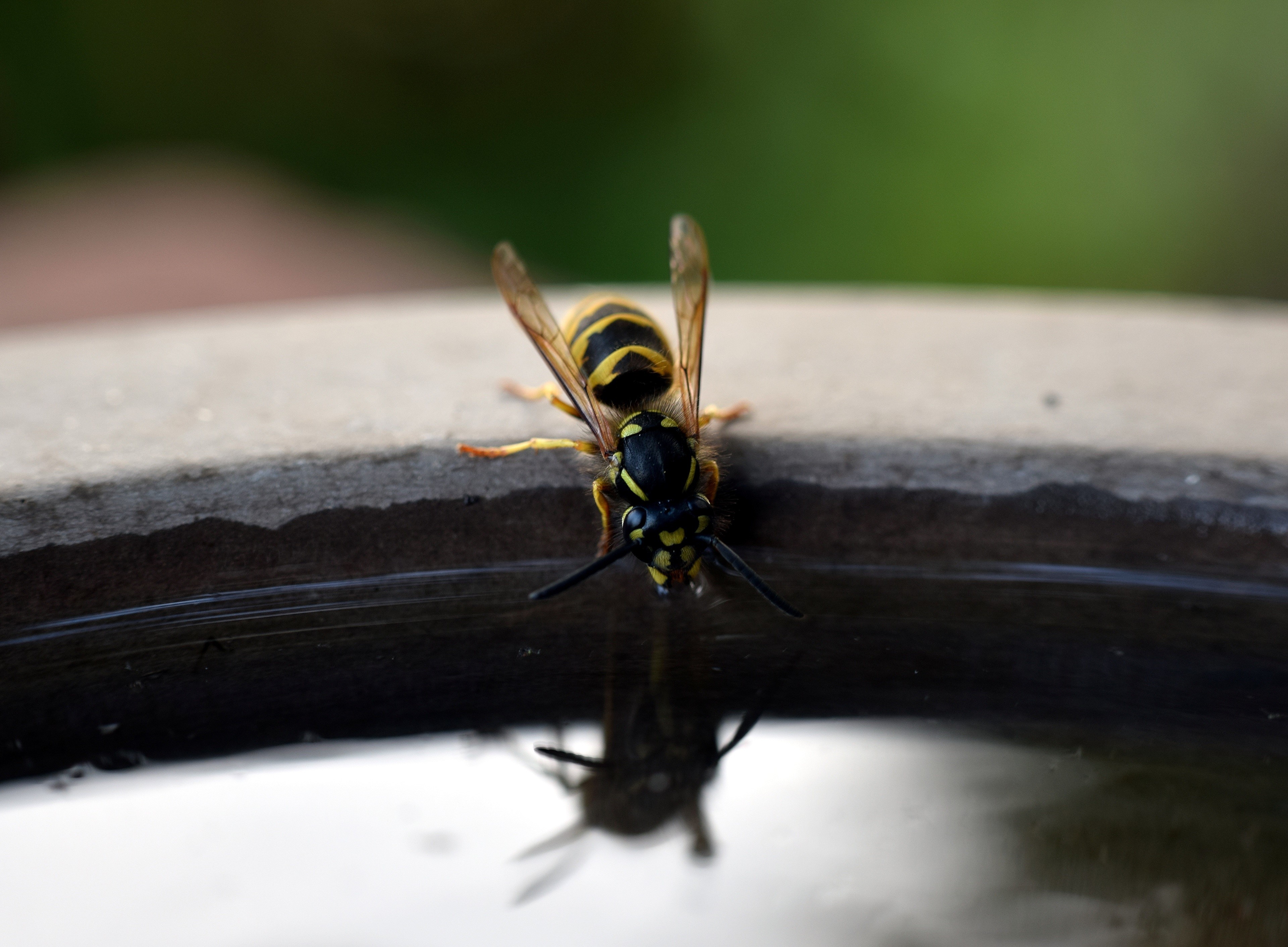 Wasp drinking water from a bird bath HD Wallpaper