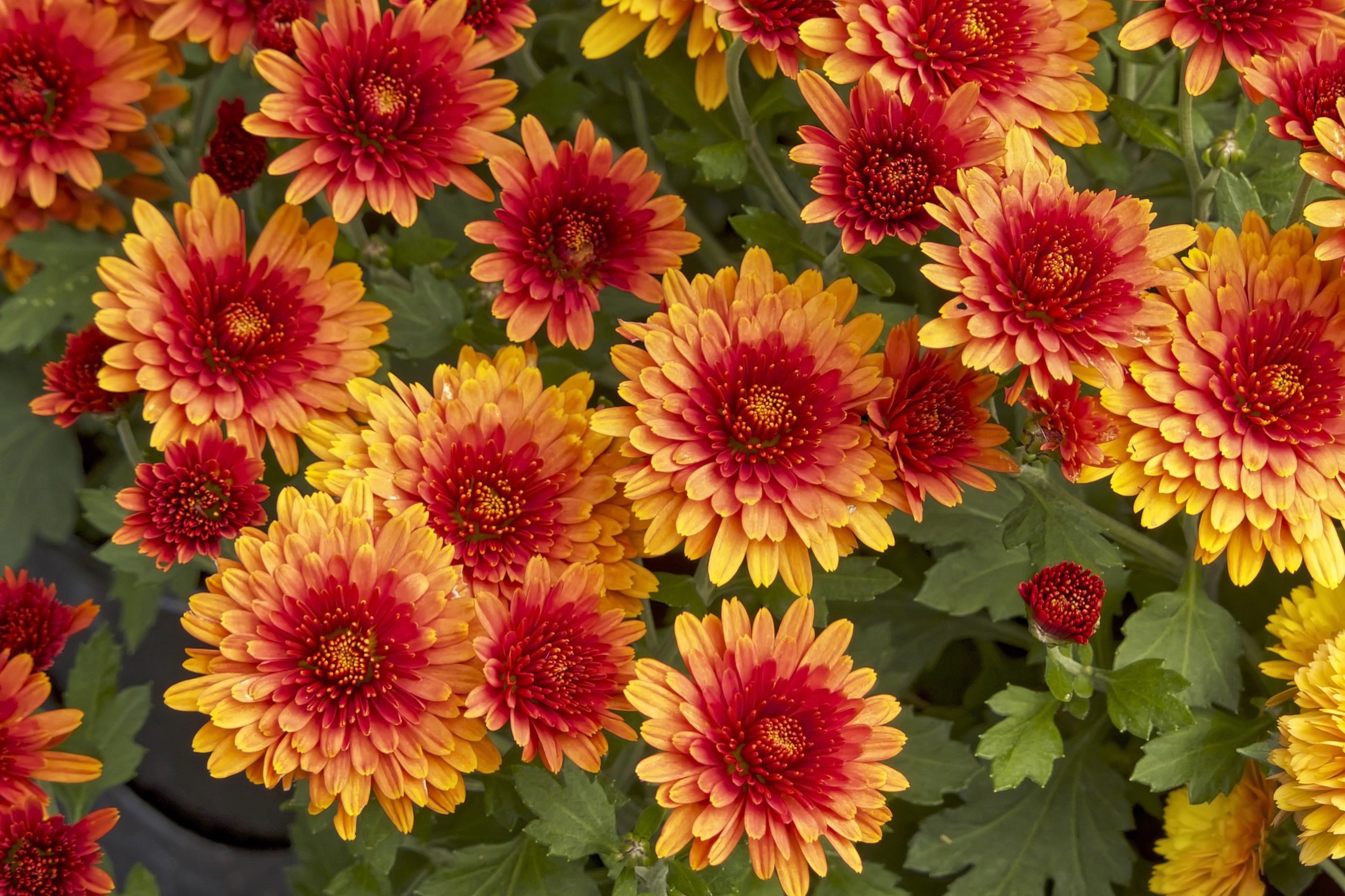 Close-up of orange and red chrysanthemums HD Wallpaper