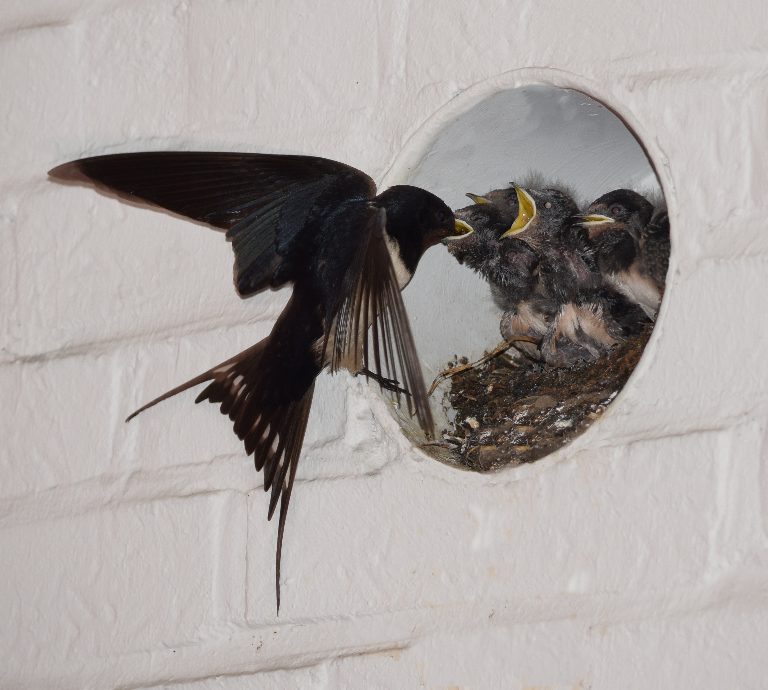 Swallow feeding chicks in a nest HD Wallpaper
