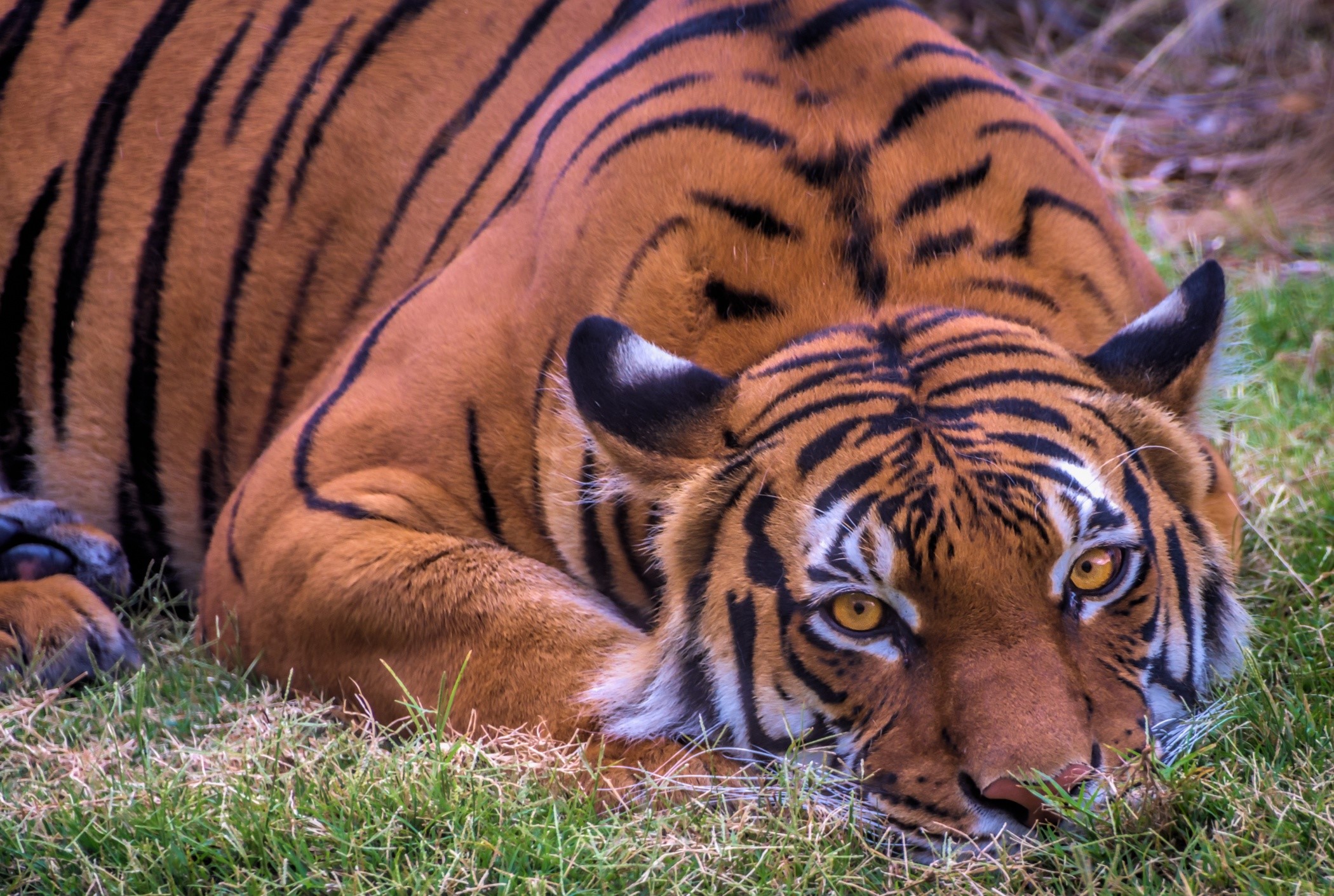 Tiger lying down on grass HD Wallpaper