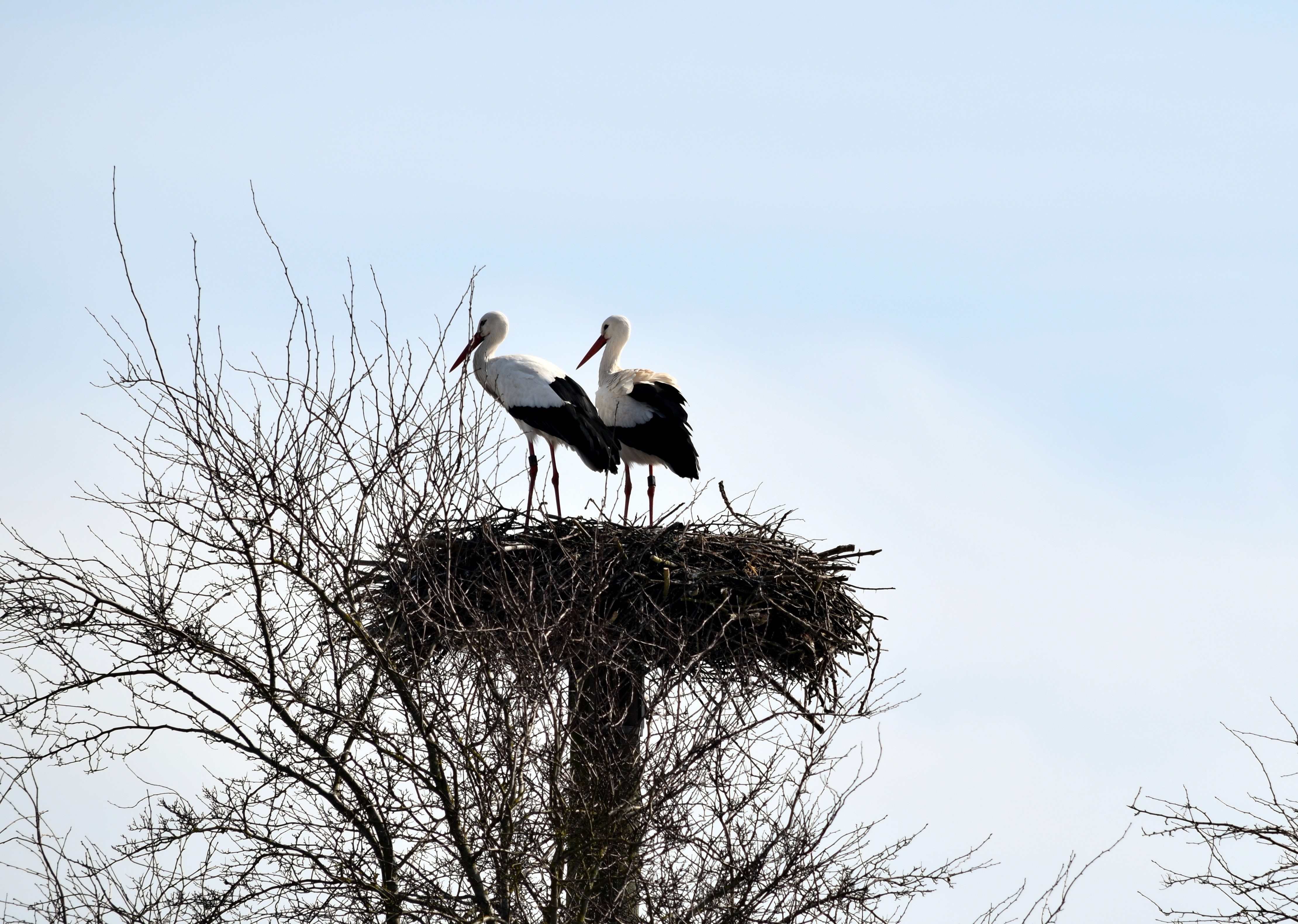 Two Storks in a Nest on a Tree HD Wallpaper