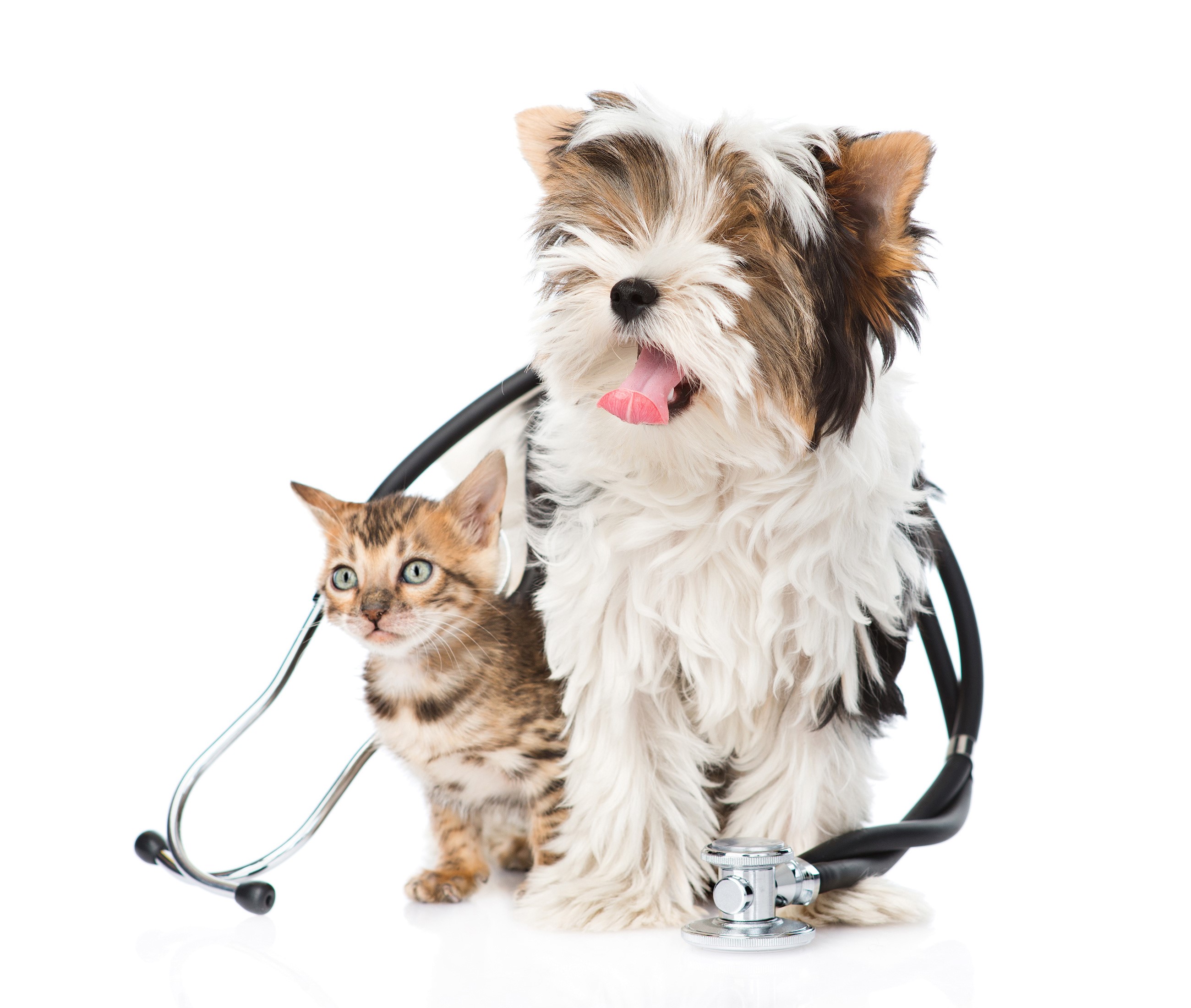 Puppy and kitten with a stethoscope HD Wallpaper