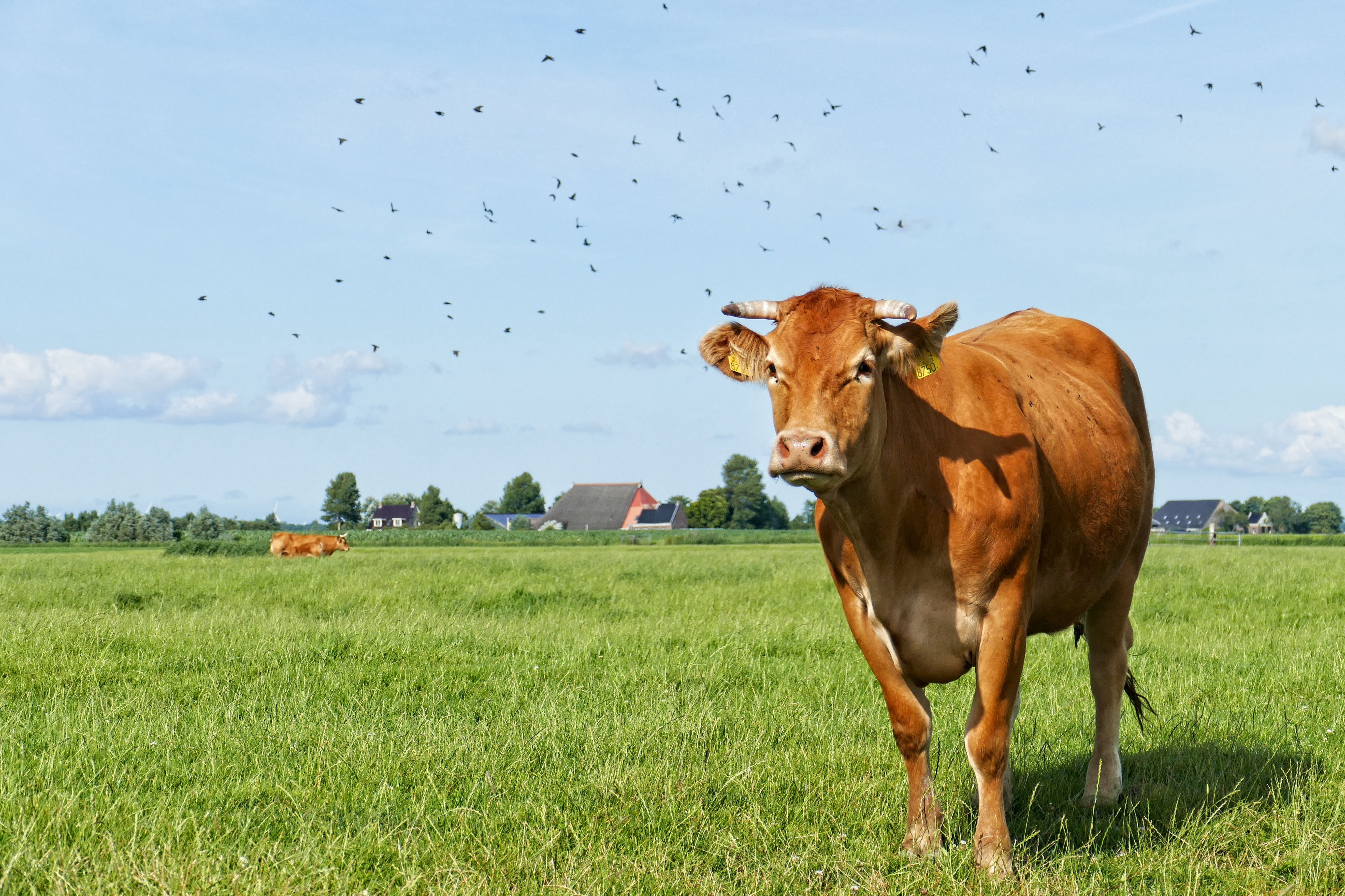 Brown cow in a grassy field with birds flying HD Wallpaper