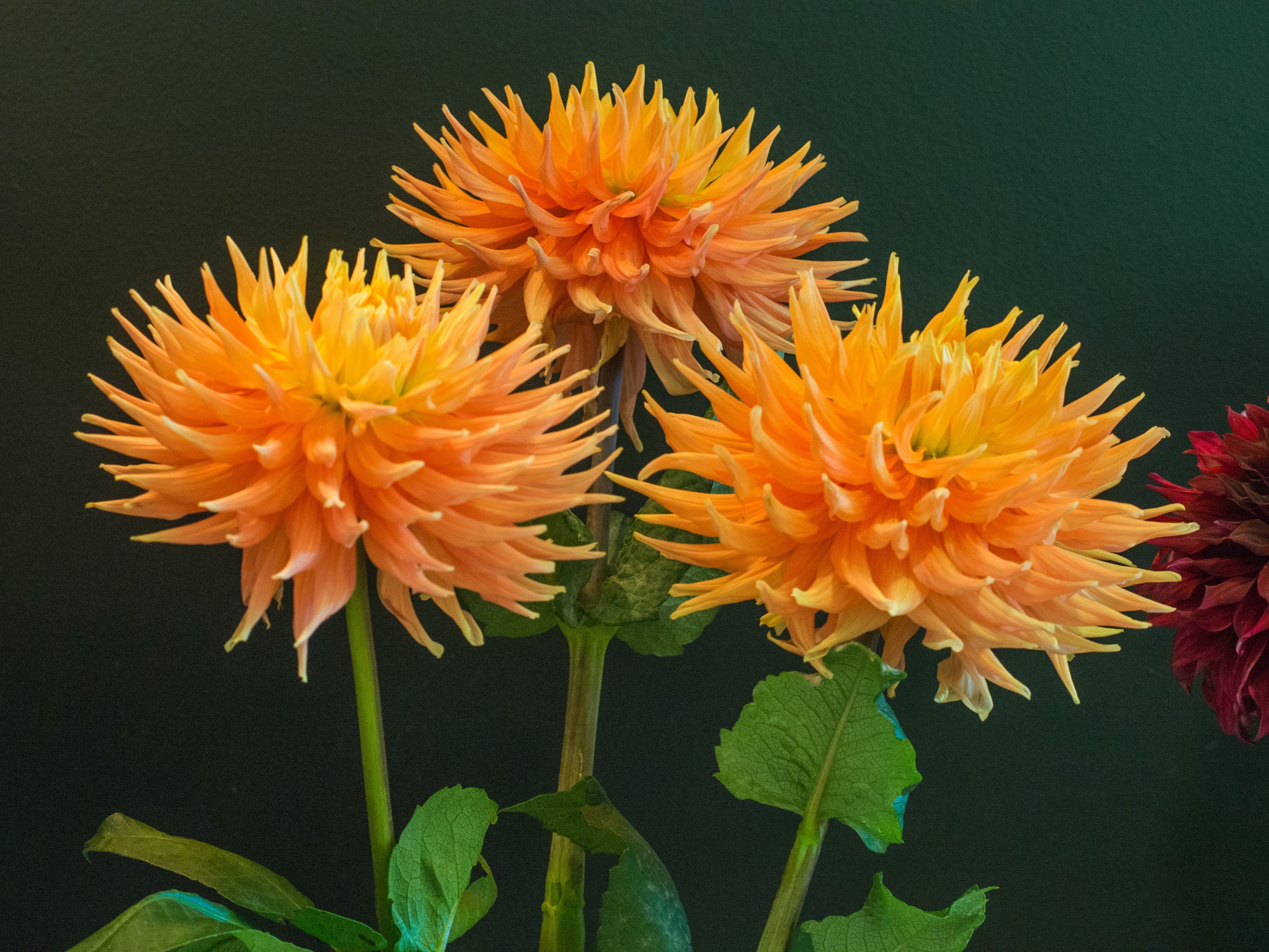 Three orange dahlias with a dark background HD Wallpaper