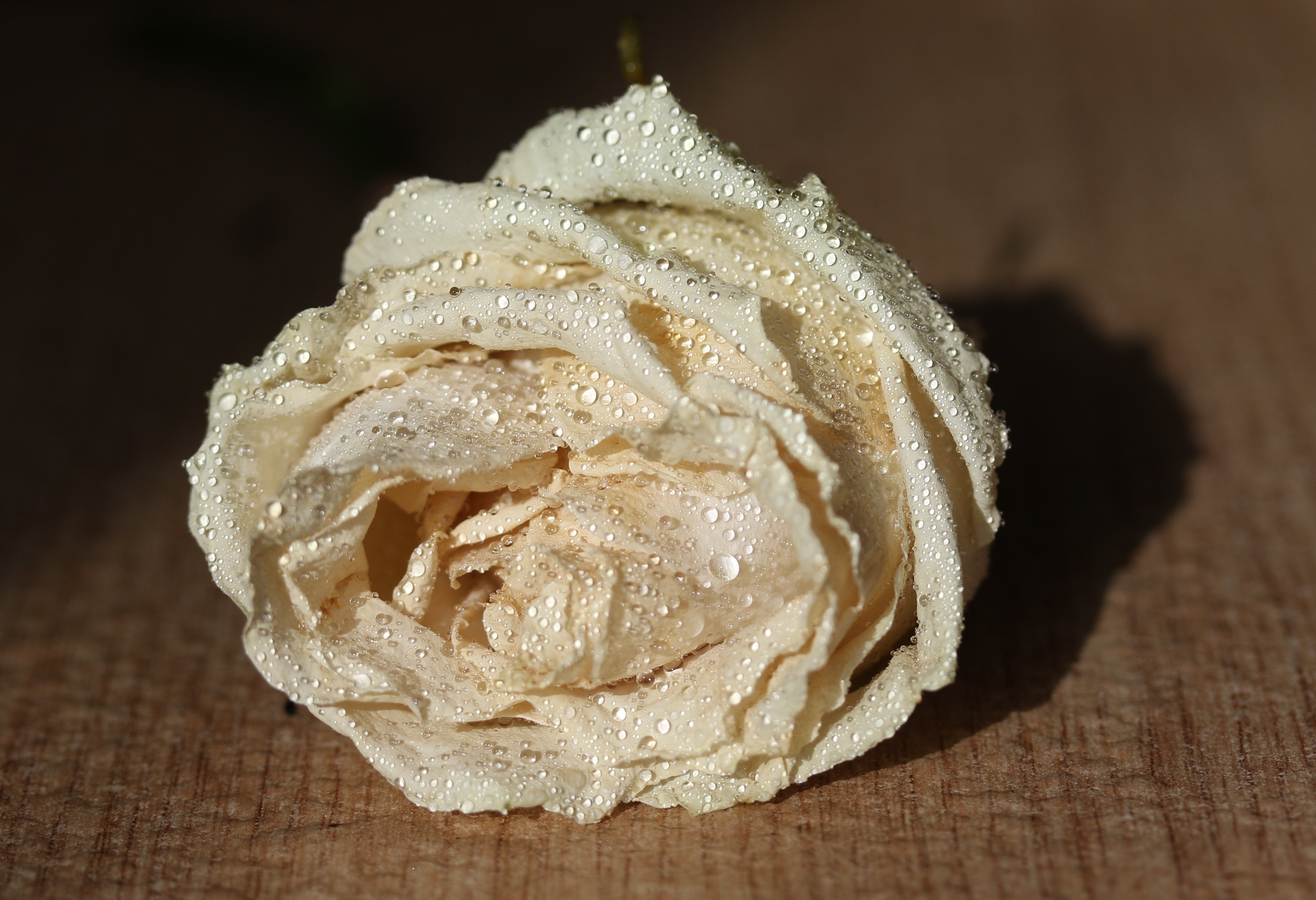 White rose with water drops HD Wallpaper