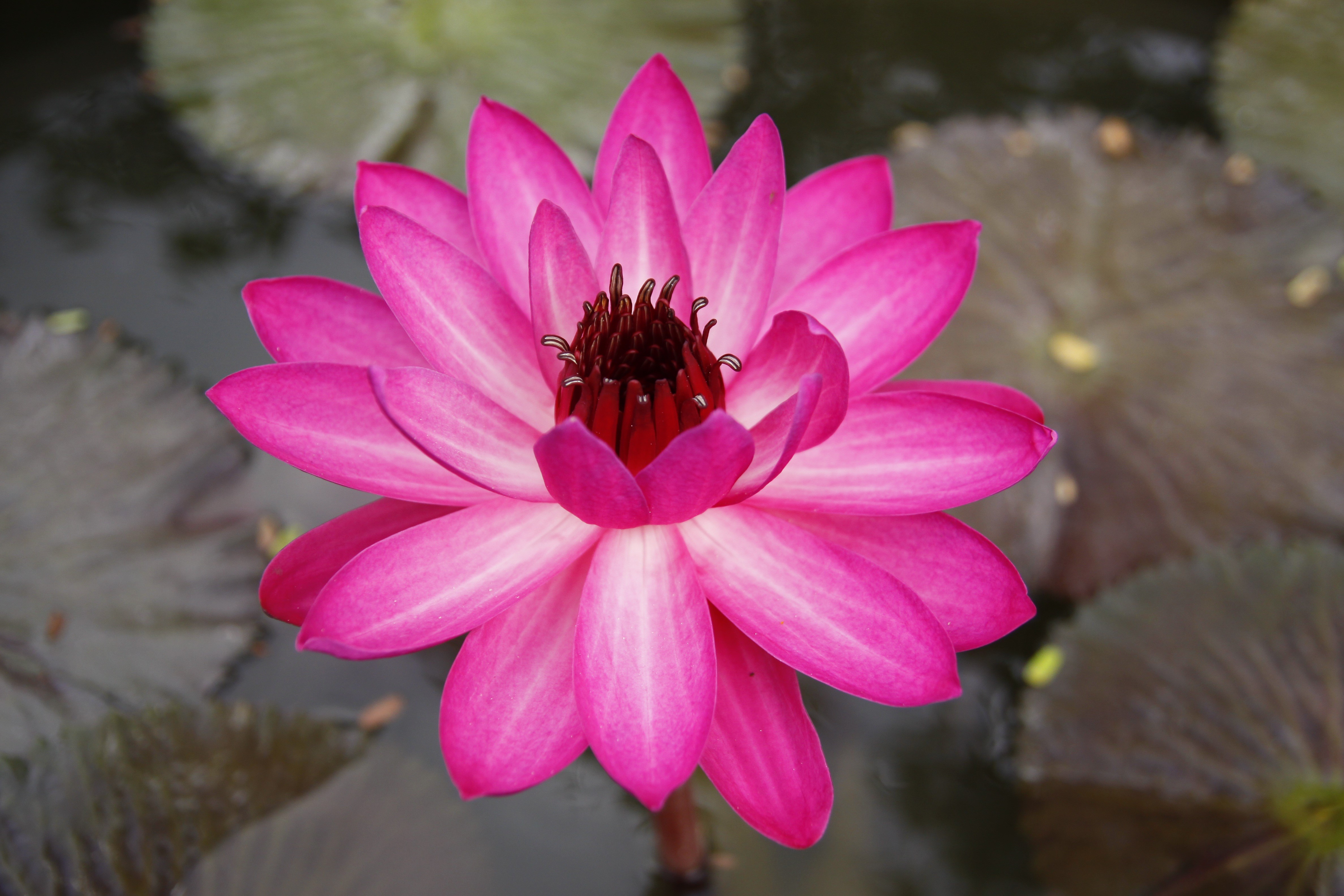 Pink Water Lily in Bloom HD Wallpaper