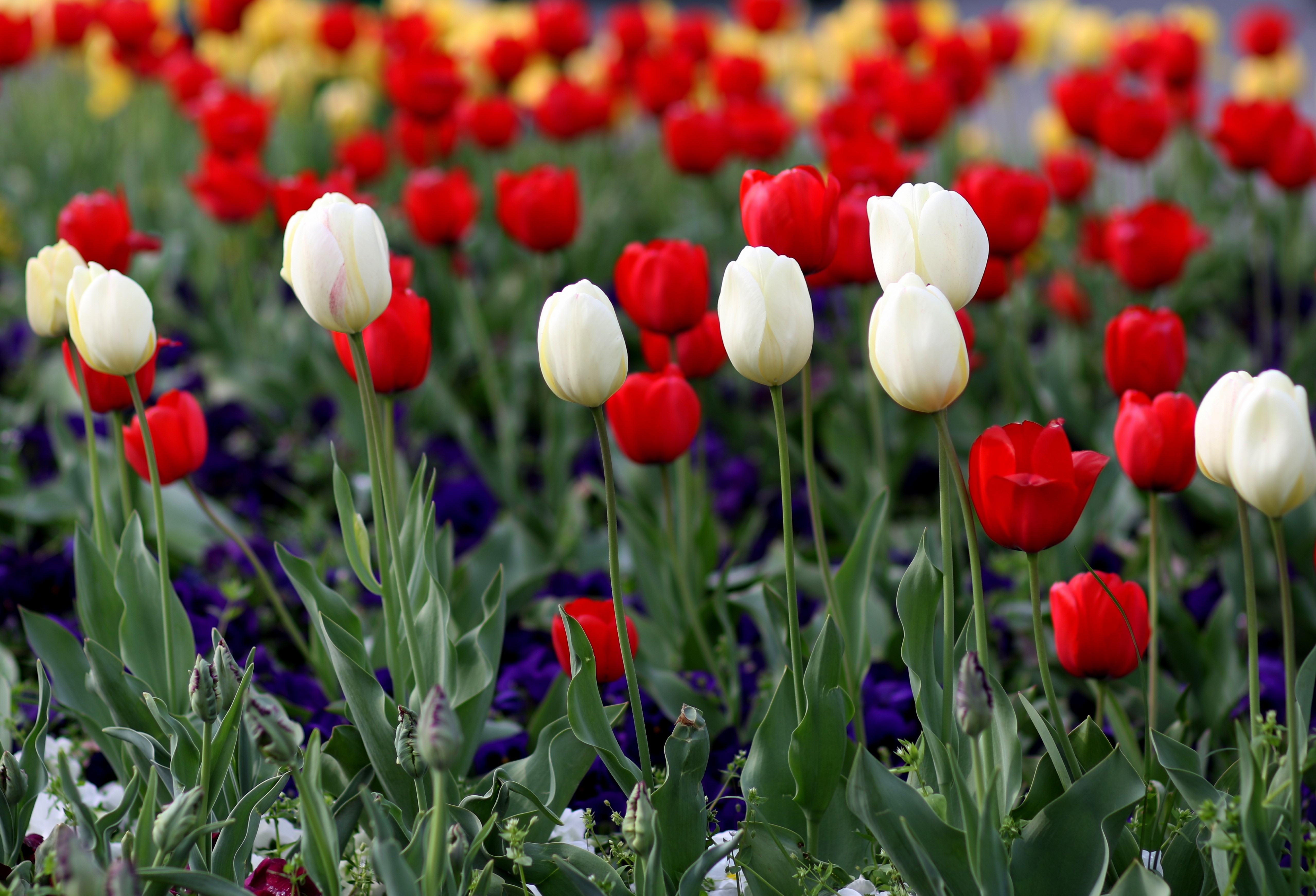 Red and White Tulips in a Field HD Wallpaper