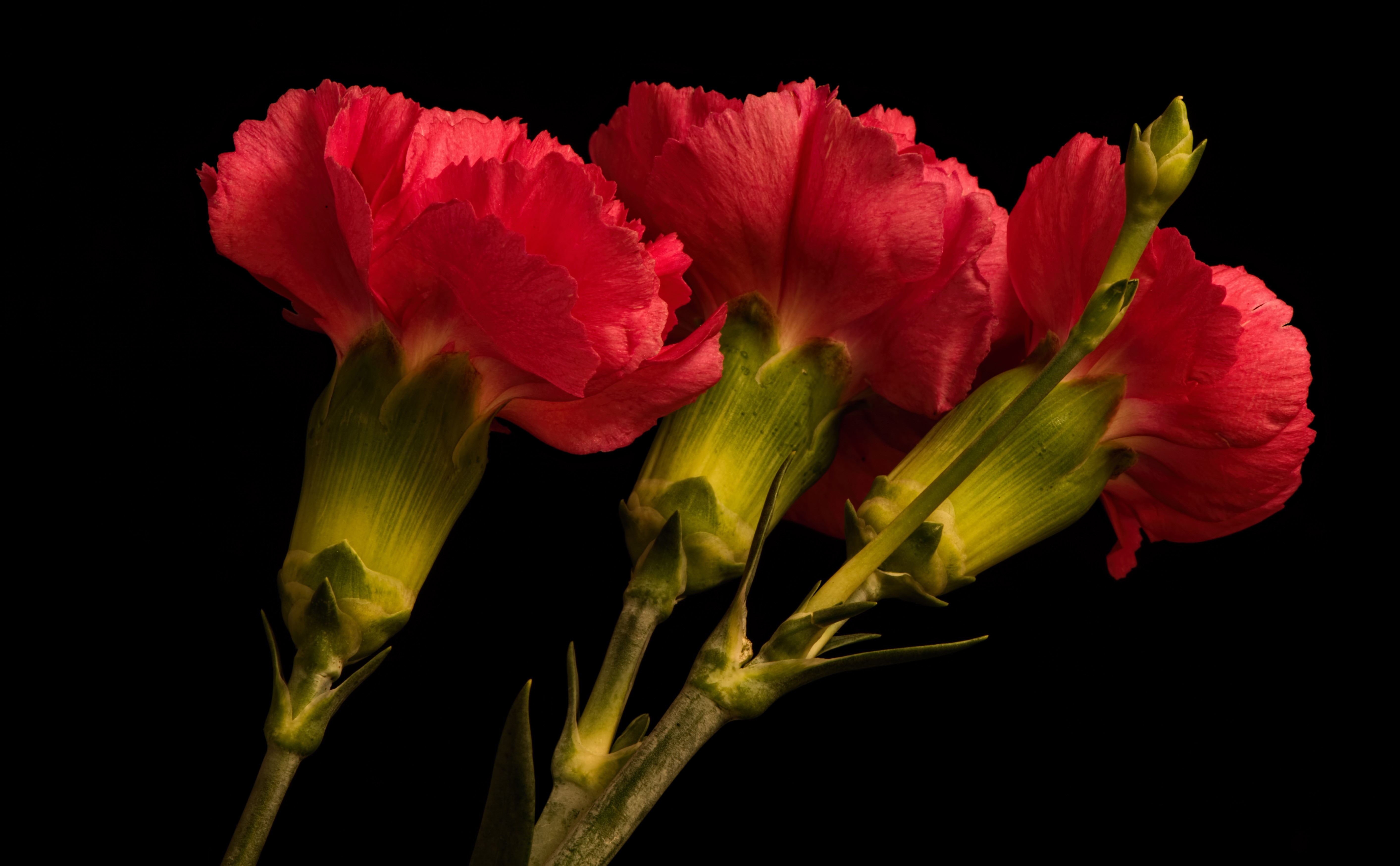Three red carnations on black background HD Wallpaper