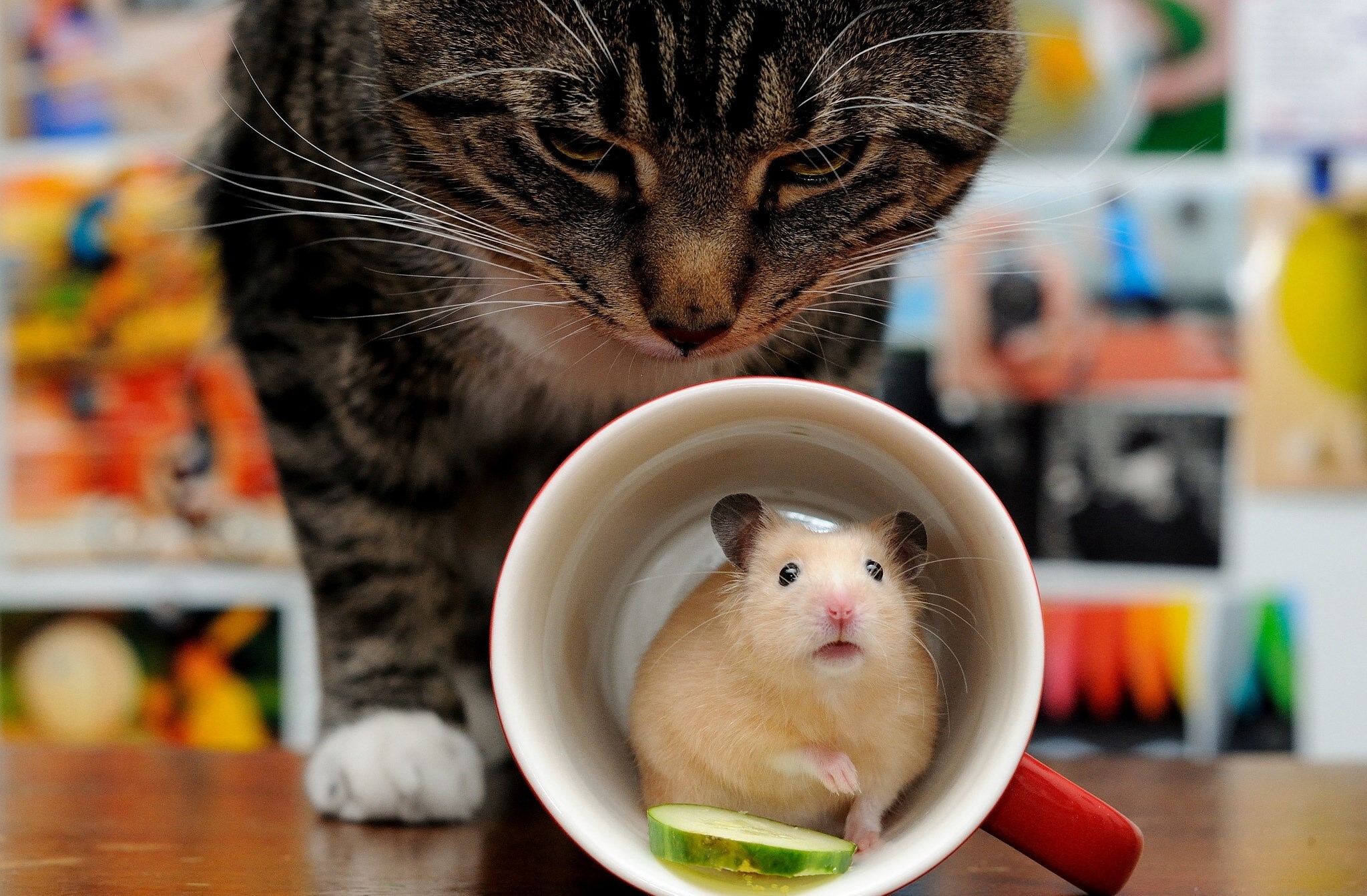 Cat looking at hamster in a mug HD Wallpaper