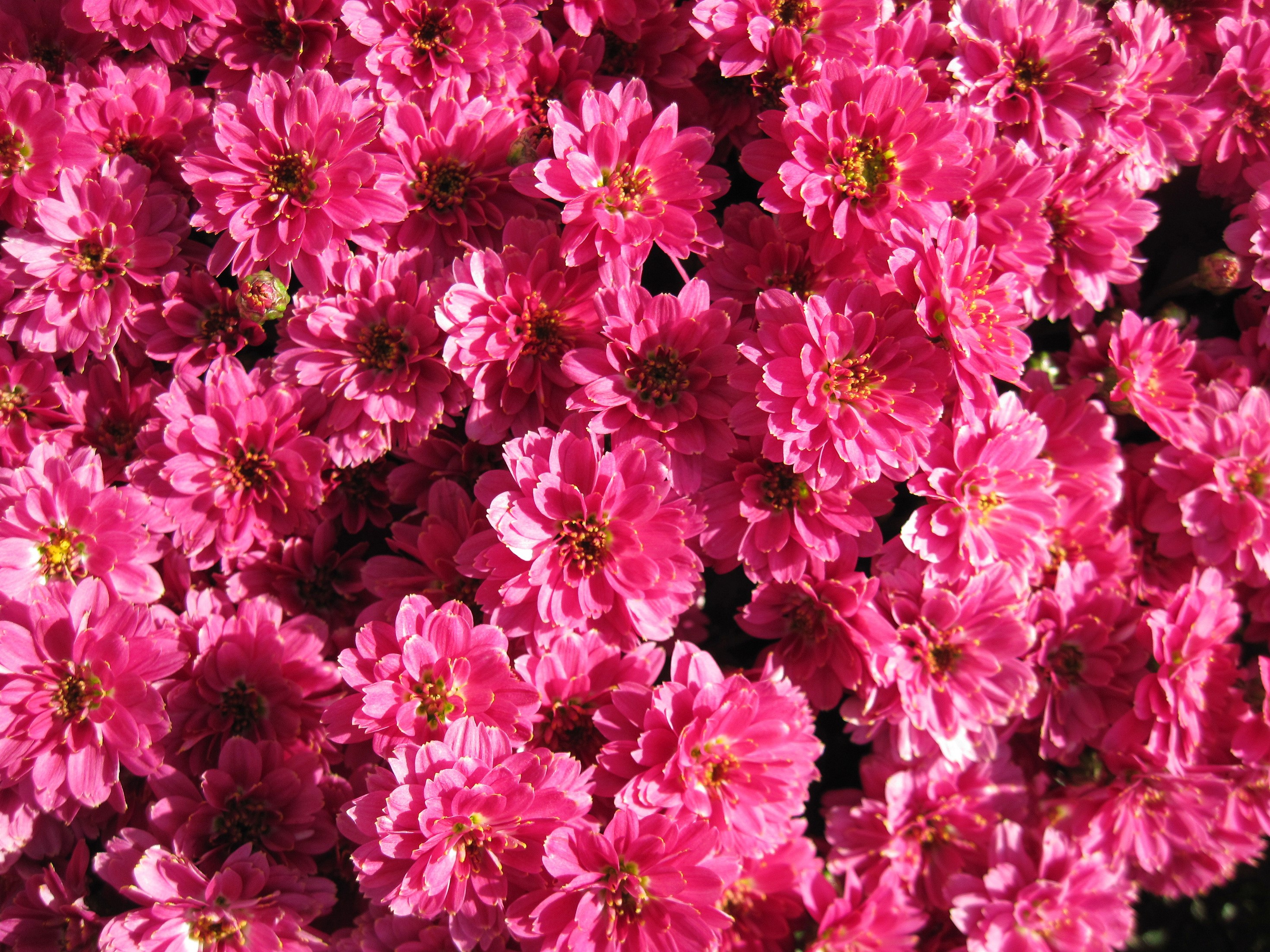 Many pink chrysanthemums in a close-up view HD Wallpaper