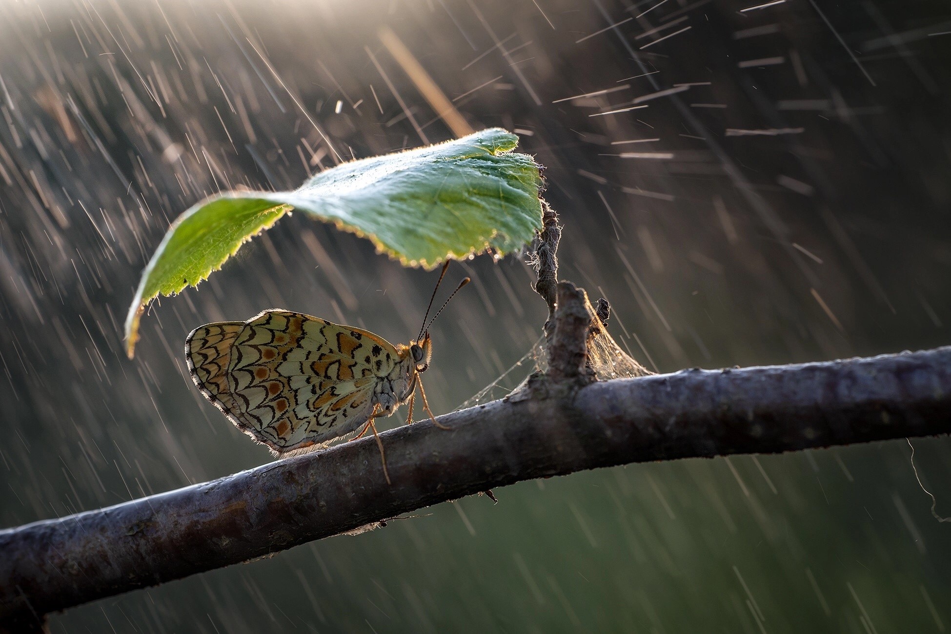 Butterfly sheltering from rain under a leaf on a branch HD Wallpaper