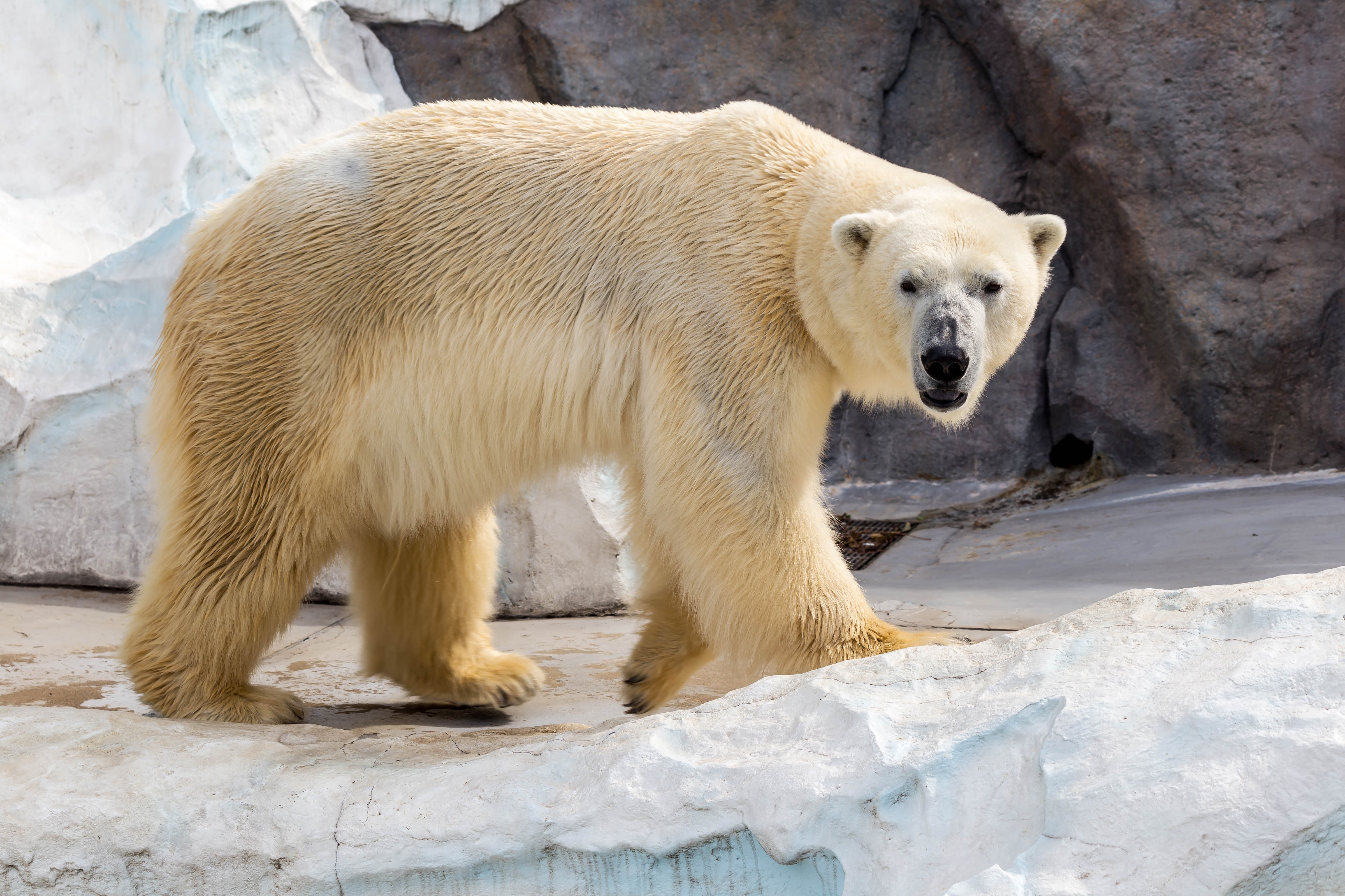 Polar bear walking on ice and rocks HD Wallpaper
