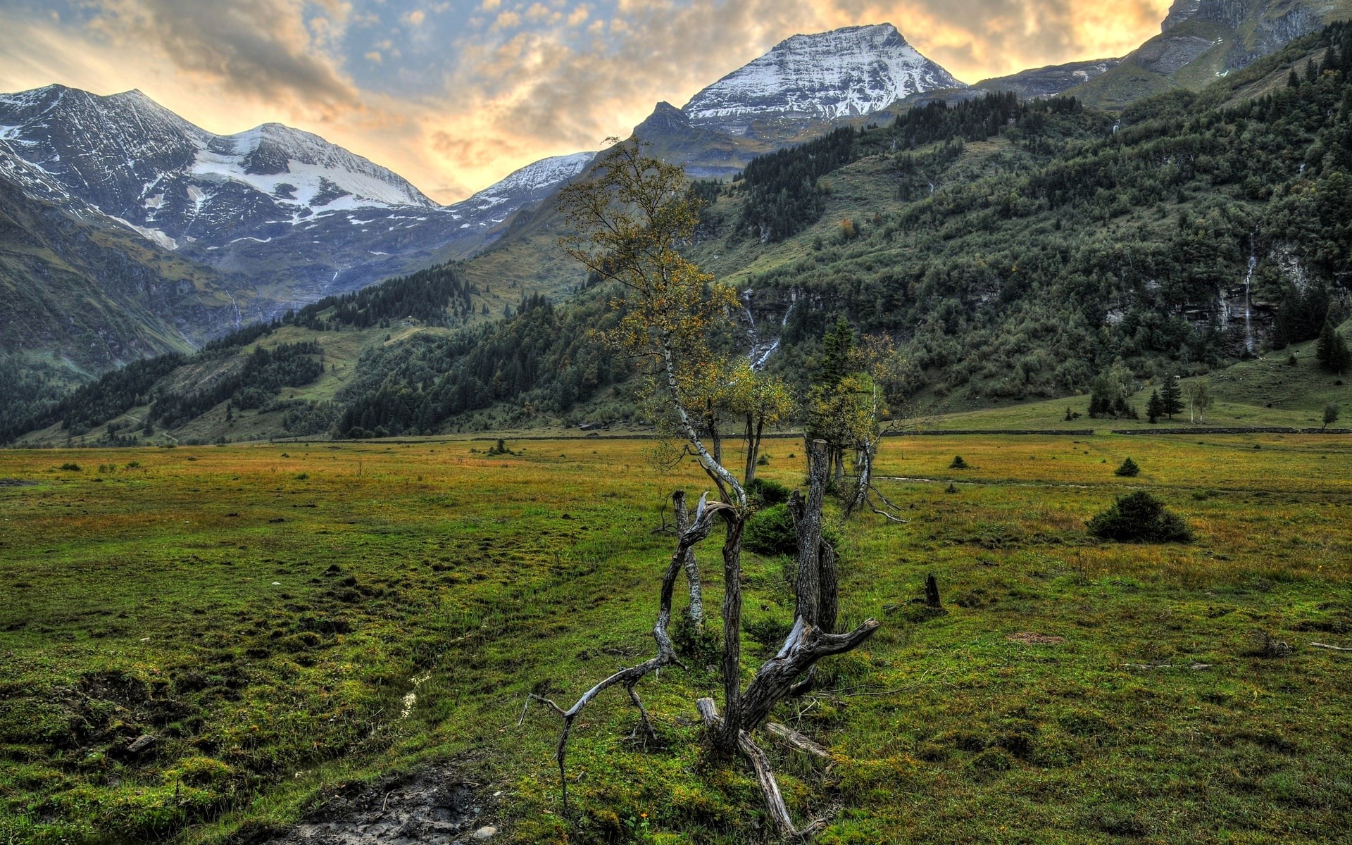 Mountain landscape with a bare tree in the foreground HD Wallpaper