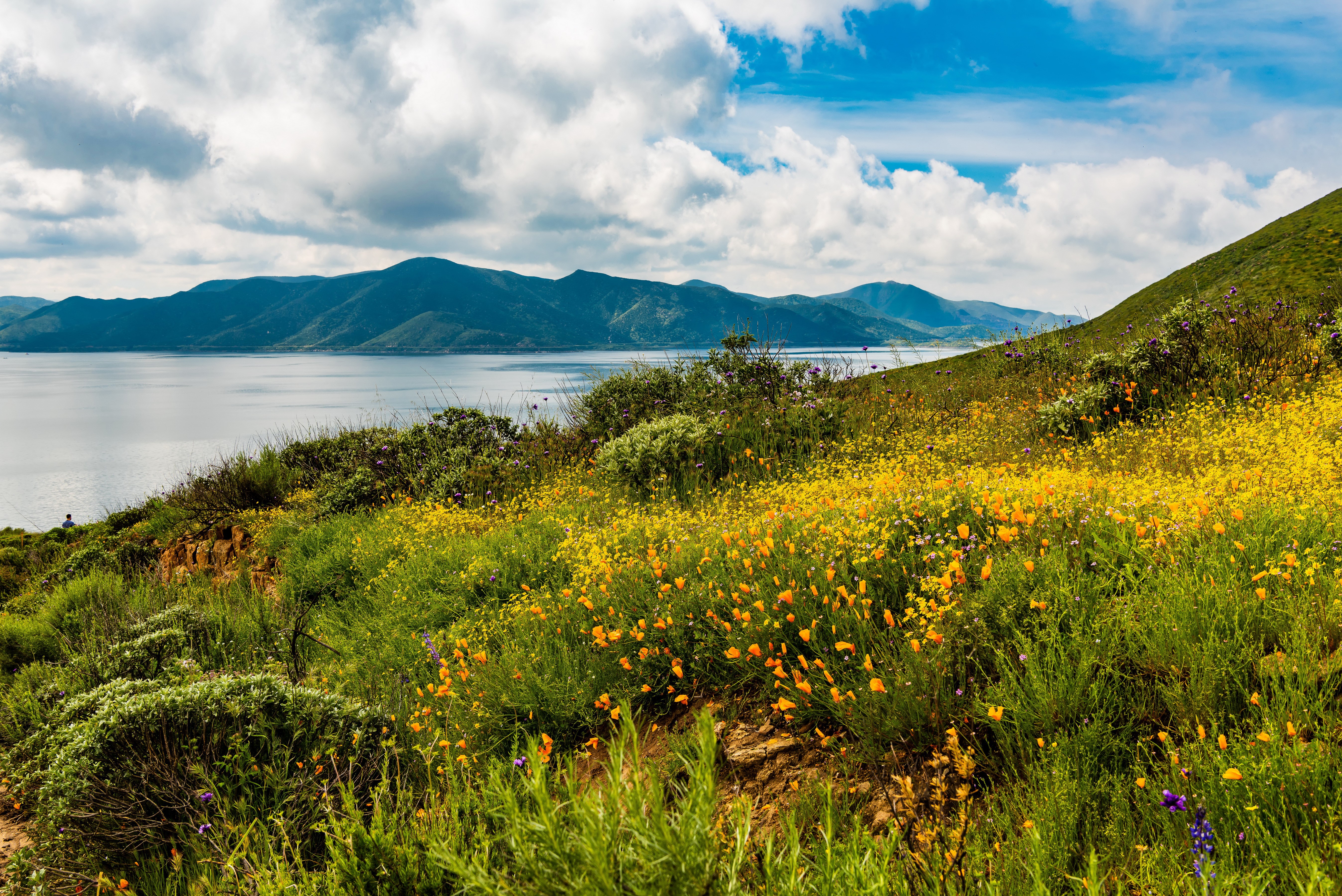 California Poppy Field Overlooking Lake and Mountains HD Wallpaper